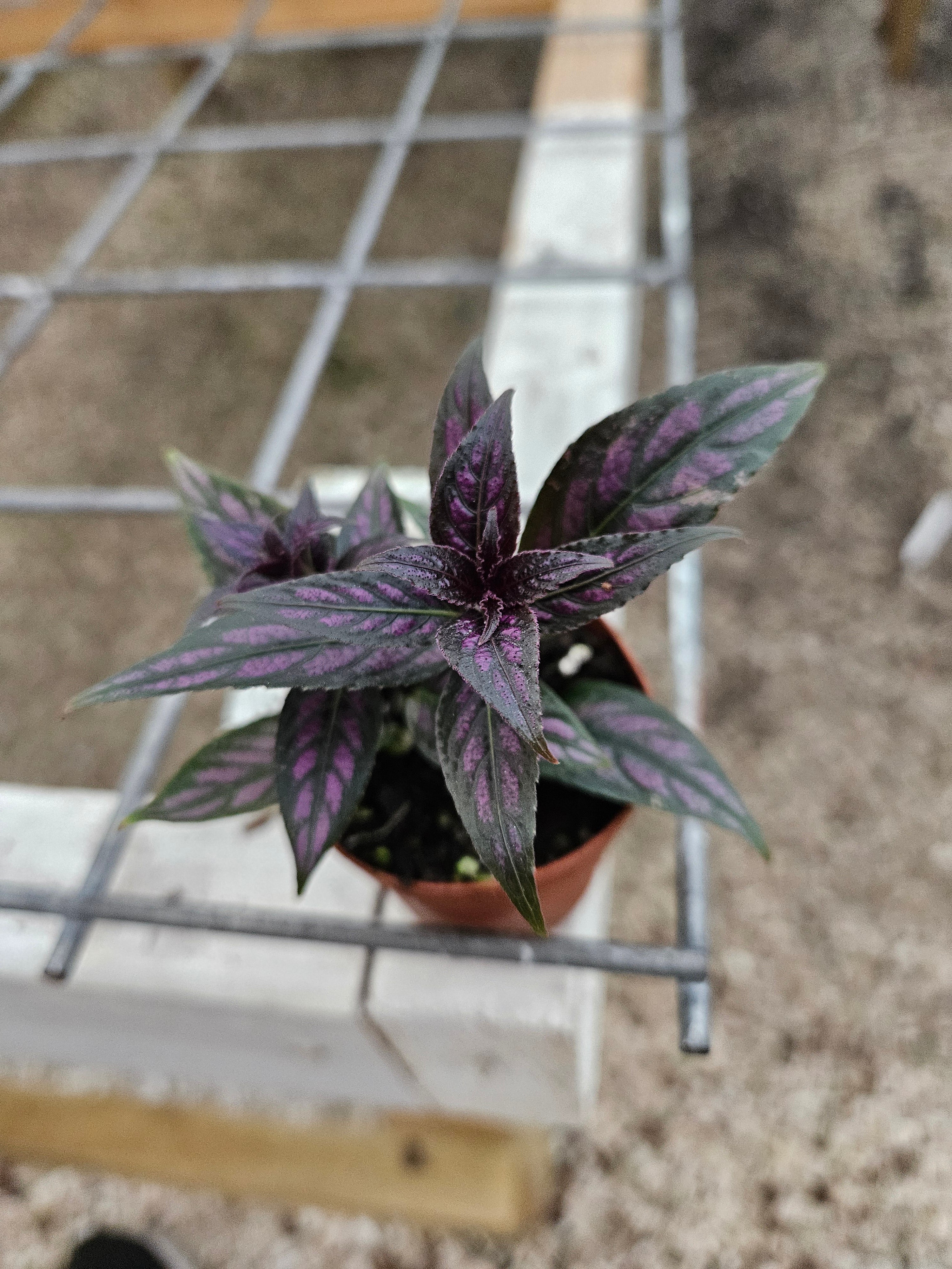 Persian Shield - Image 8