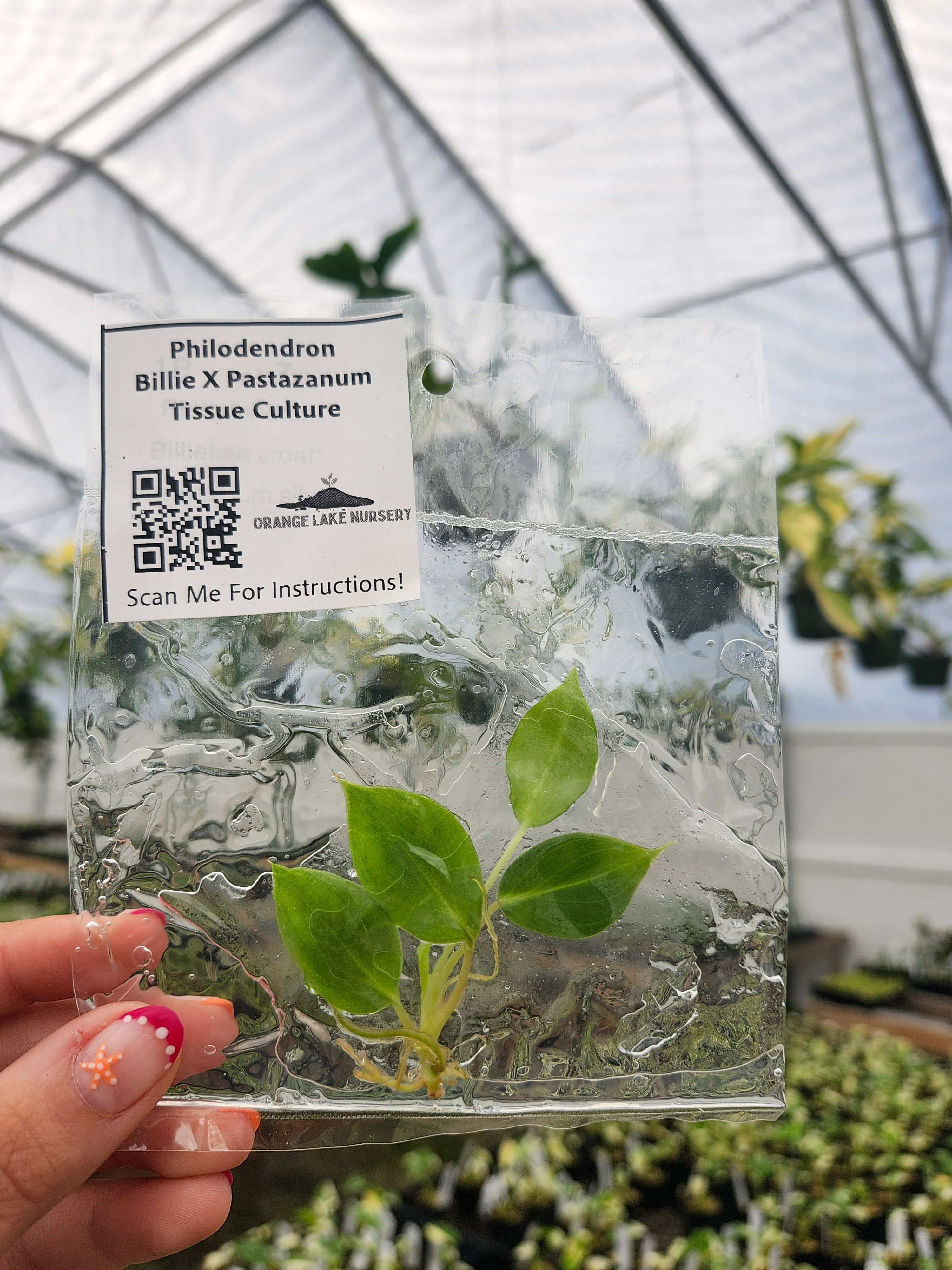 Philodendron Billie X Pastazanum Tissue Culture