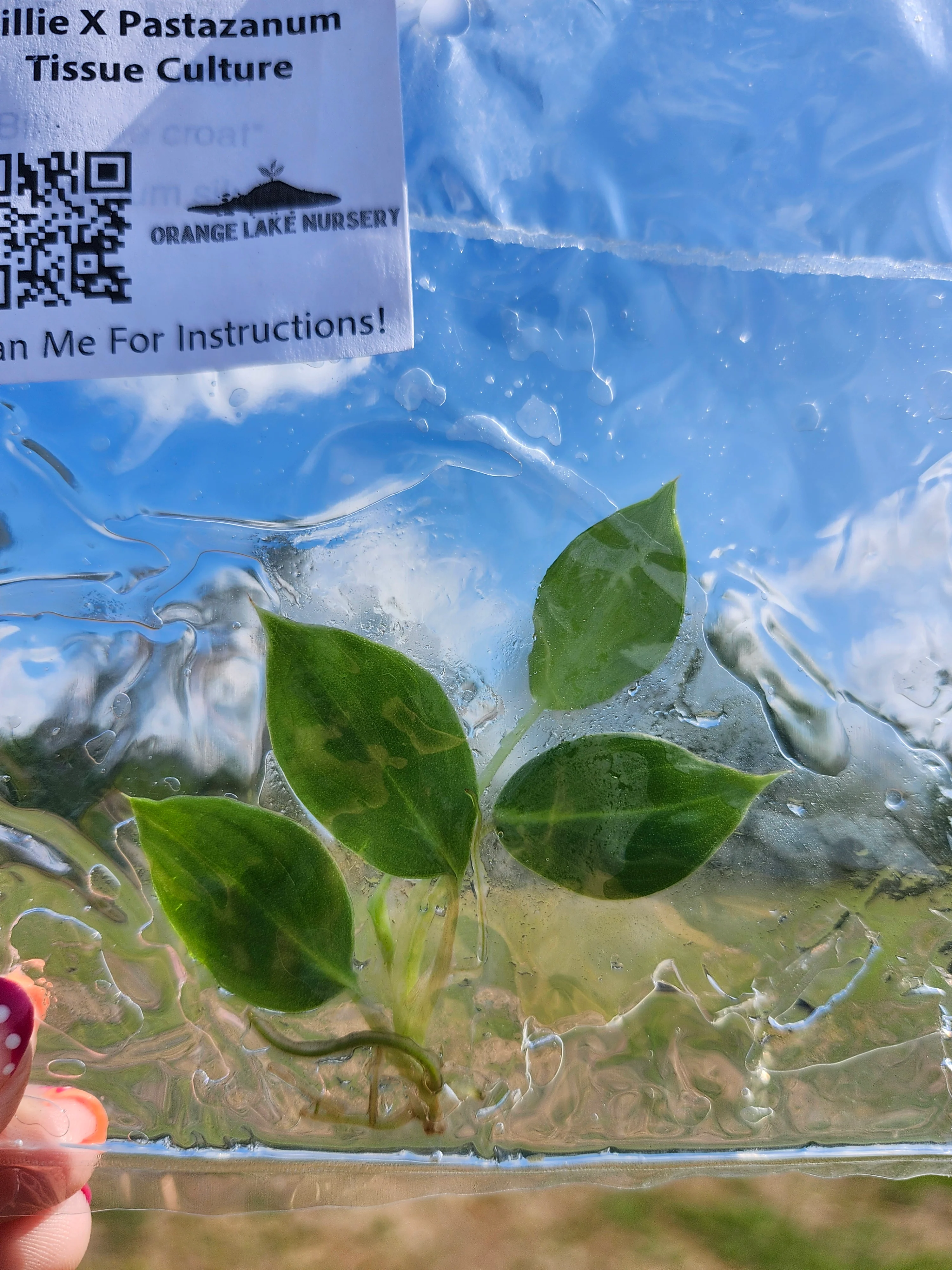 Philodendron Billie X Pastazanum Tissue Culture - Image 2