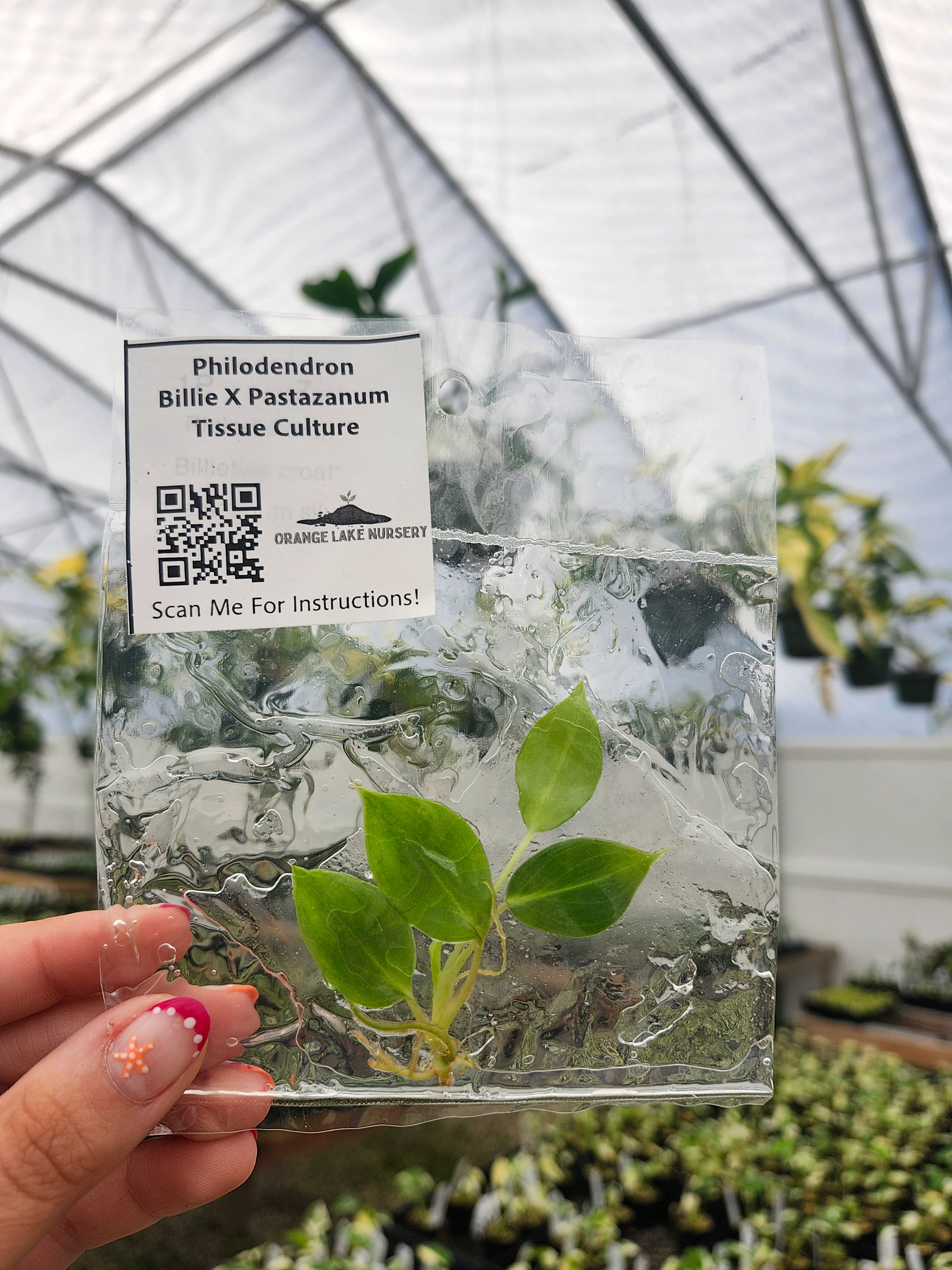Philodendron Billie X Pastazanum Tissue Culture - Image 3