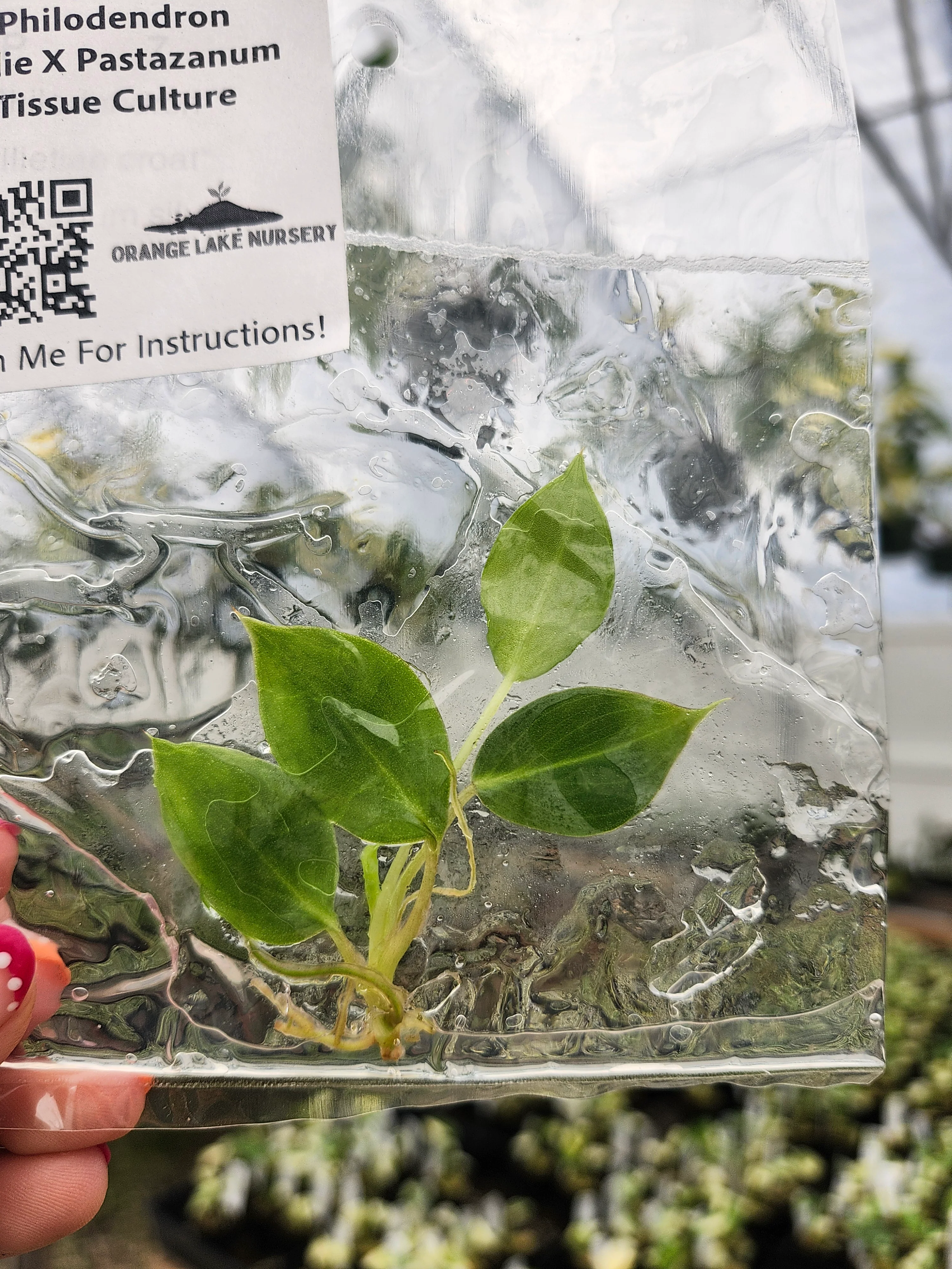 Philodendron Billie X Pastazanum Tissue Culture - Image 4