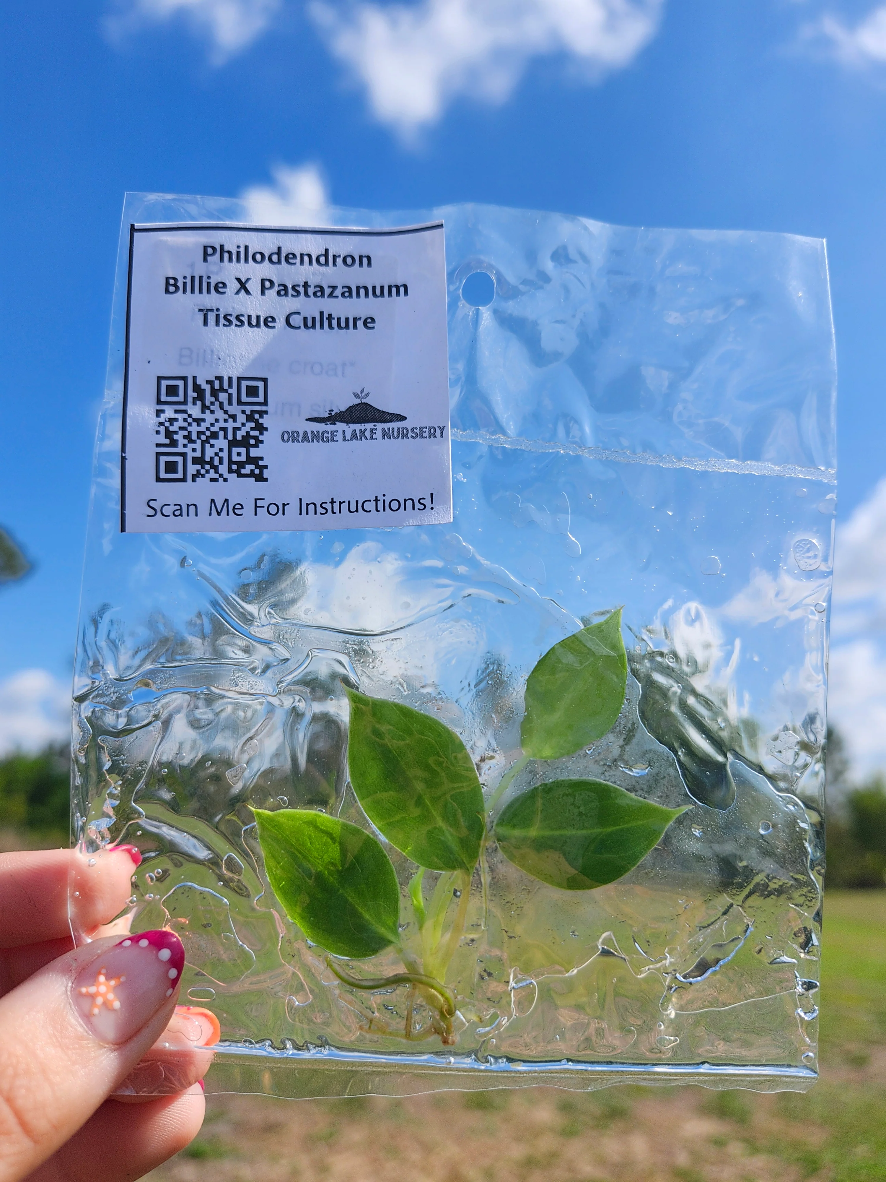 Philodendron Billie X Pastazanum Tissue Culture - Image 5