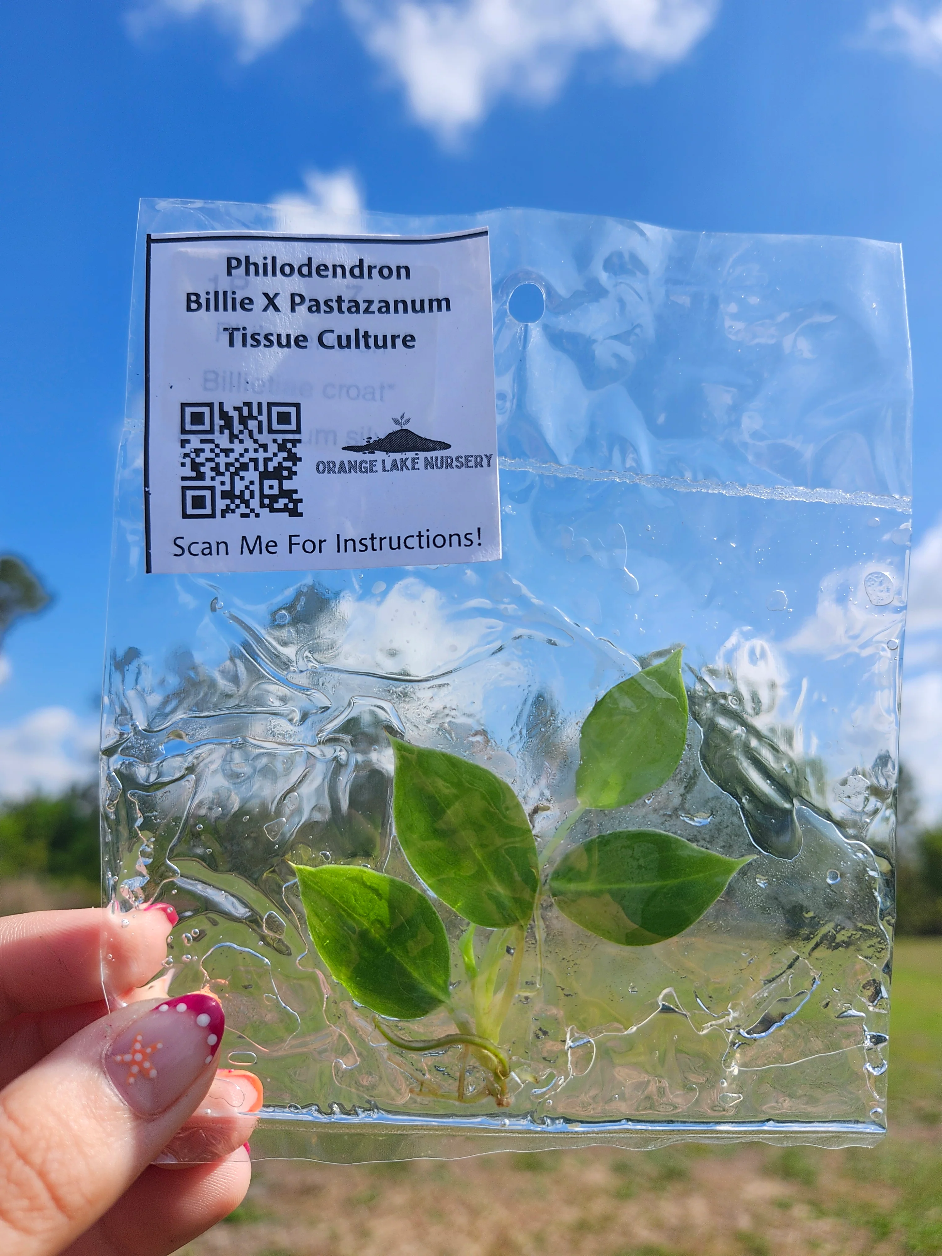 Philodendron Billie X Pastazanum Tissue Culture - Image 6