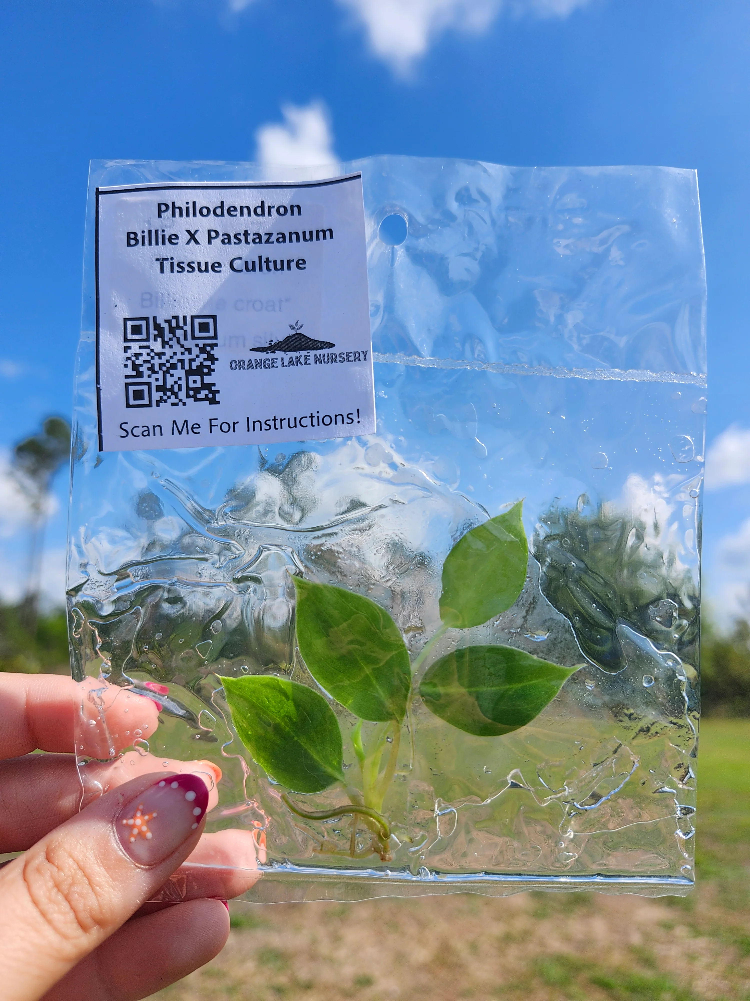 Philodendron Billie X Pastazanum Tissue Culture - Image 7