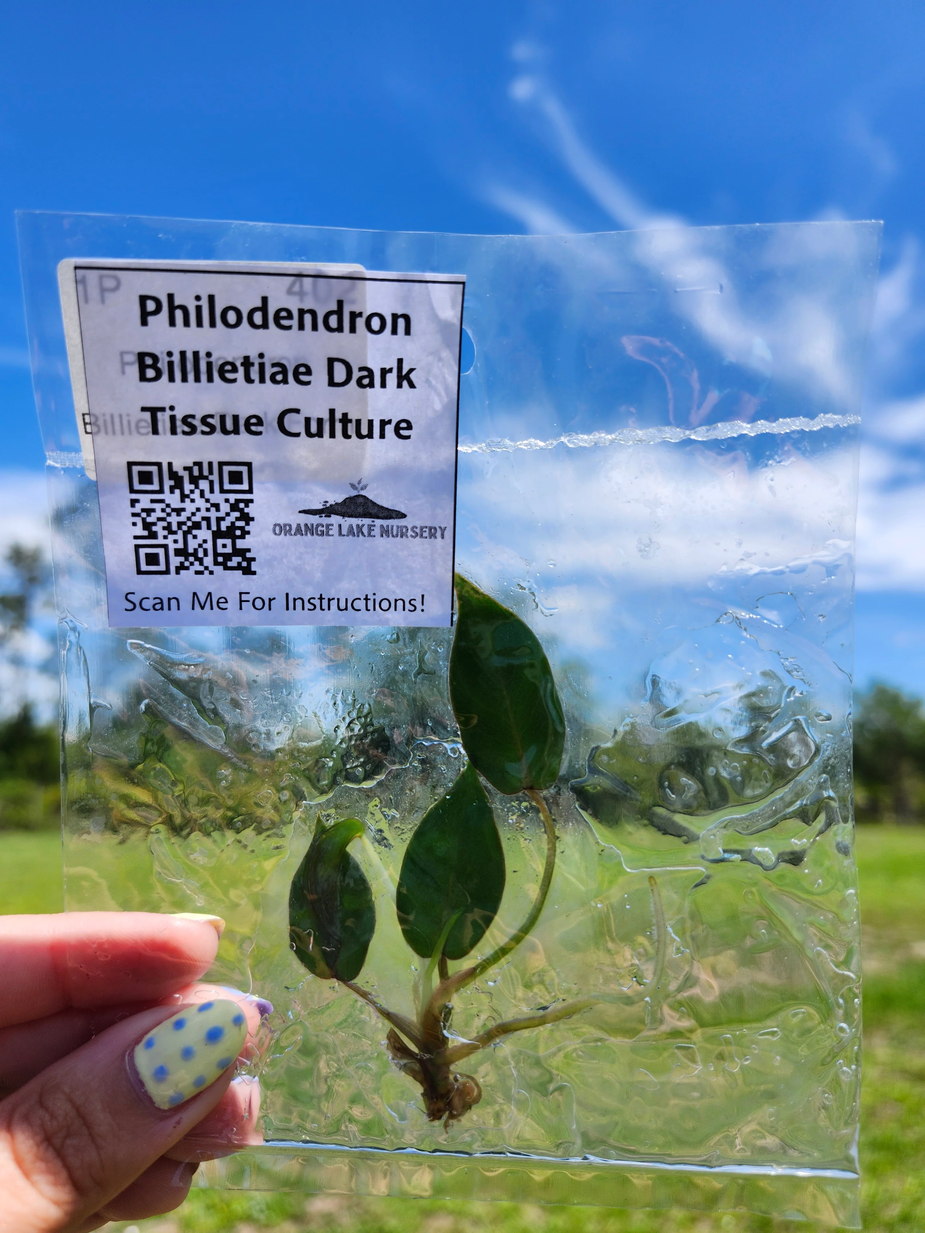 Philodendron Billietiae Dark Form Tissue Culture - Image 3