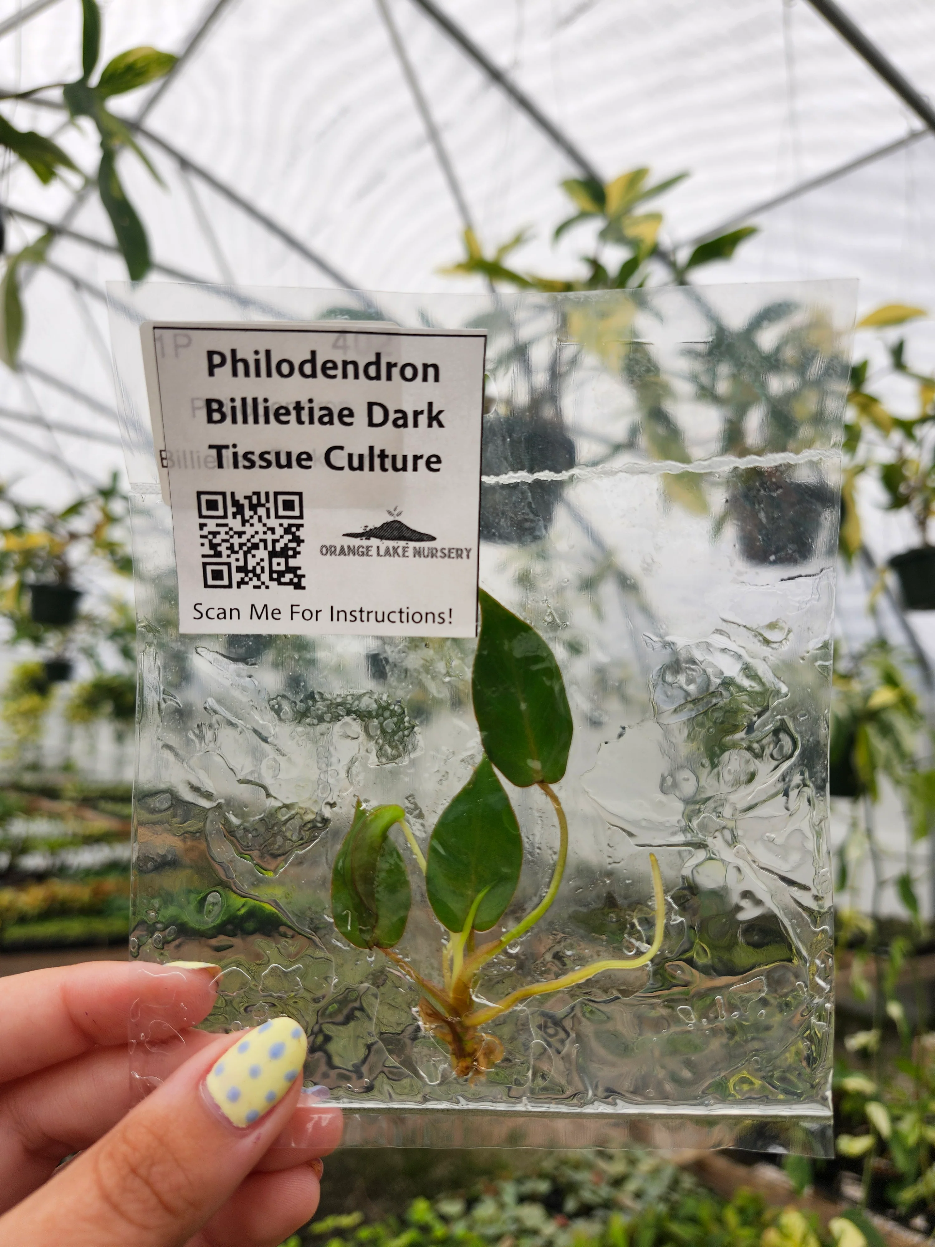 Philodendron Billietiae Dark Form Tissue Culture - Image 4