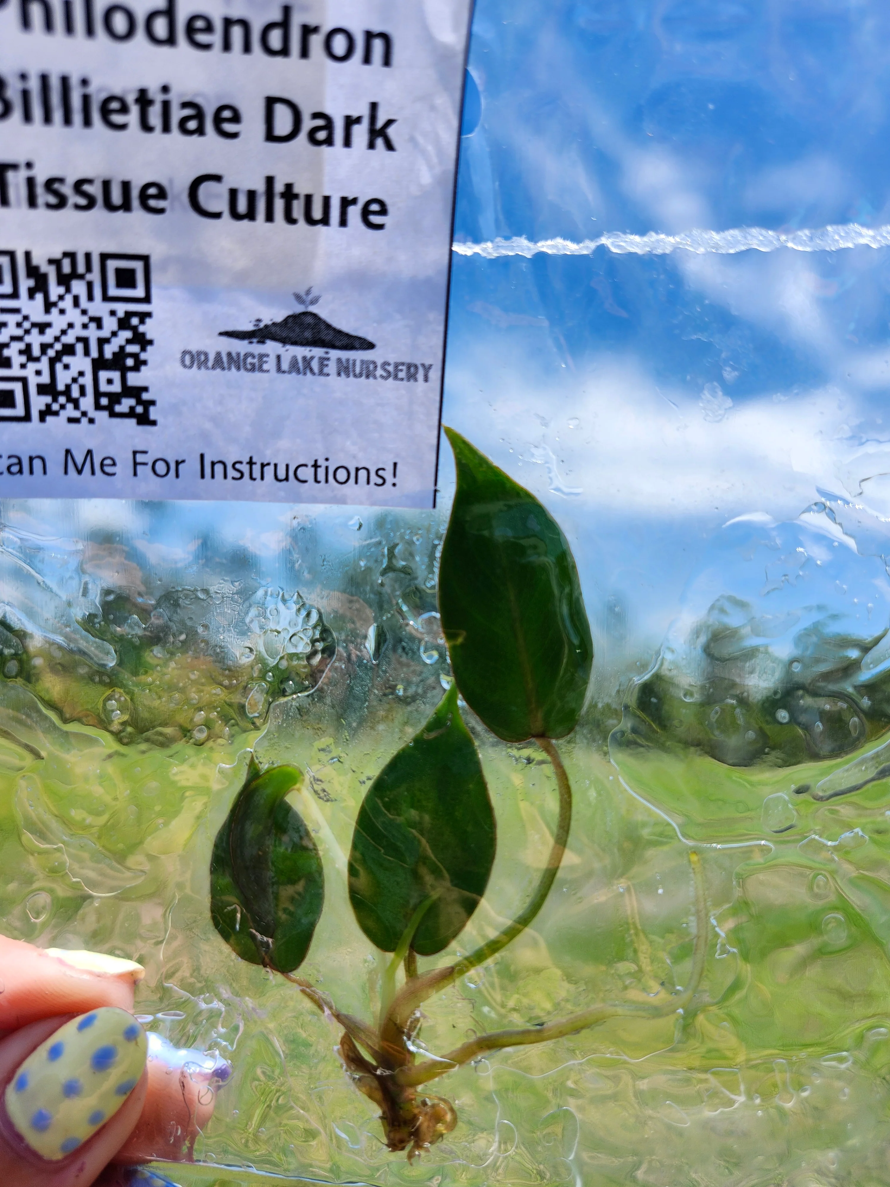 Philodendron Billietiae Dark Form Tissue Culture - Image 5