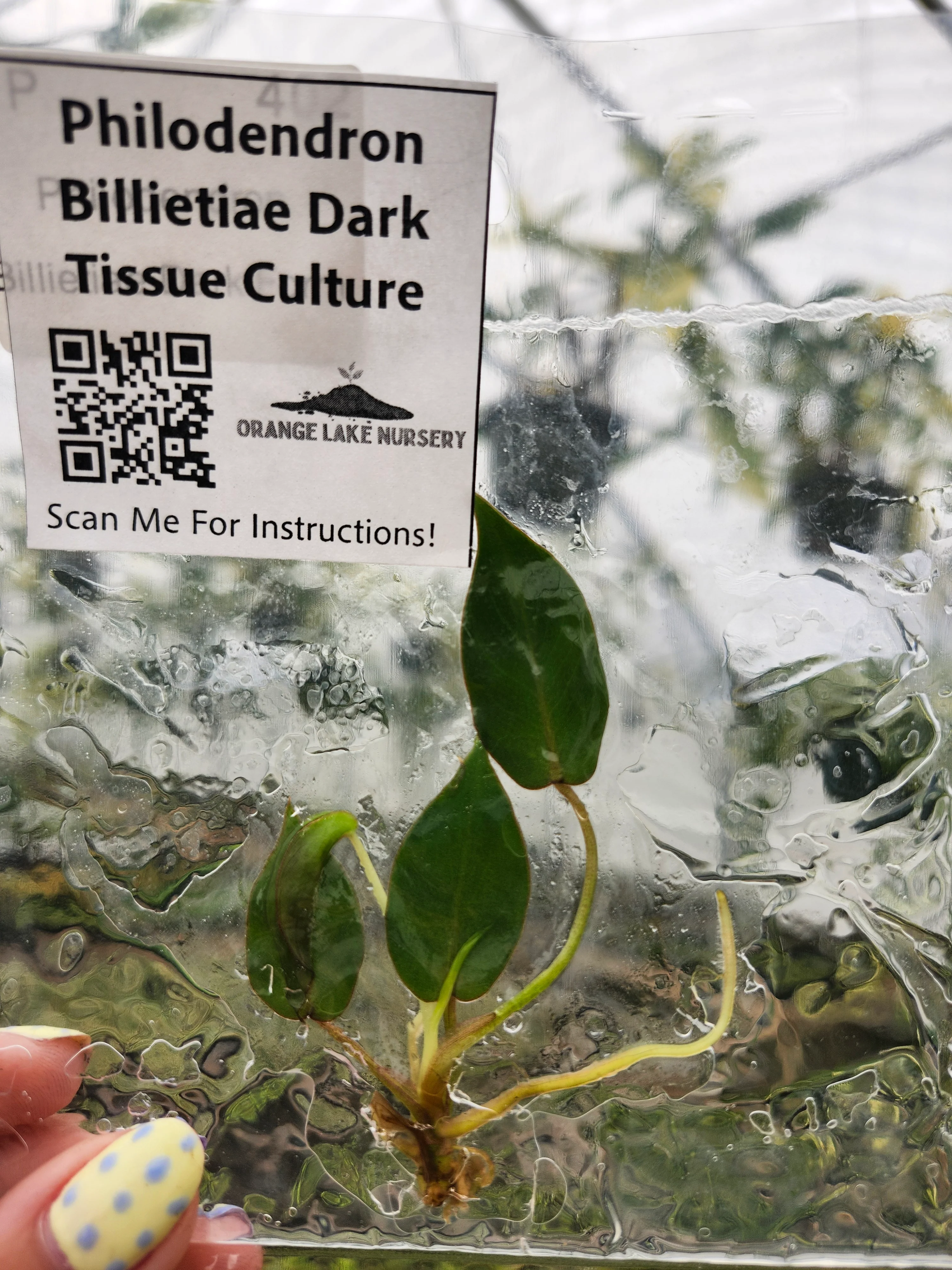 Philodendron Billietiae Dark Form Tissue Culture - Image 6