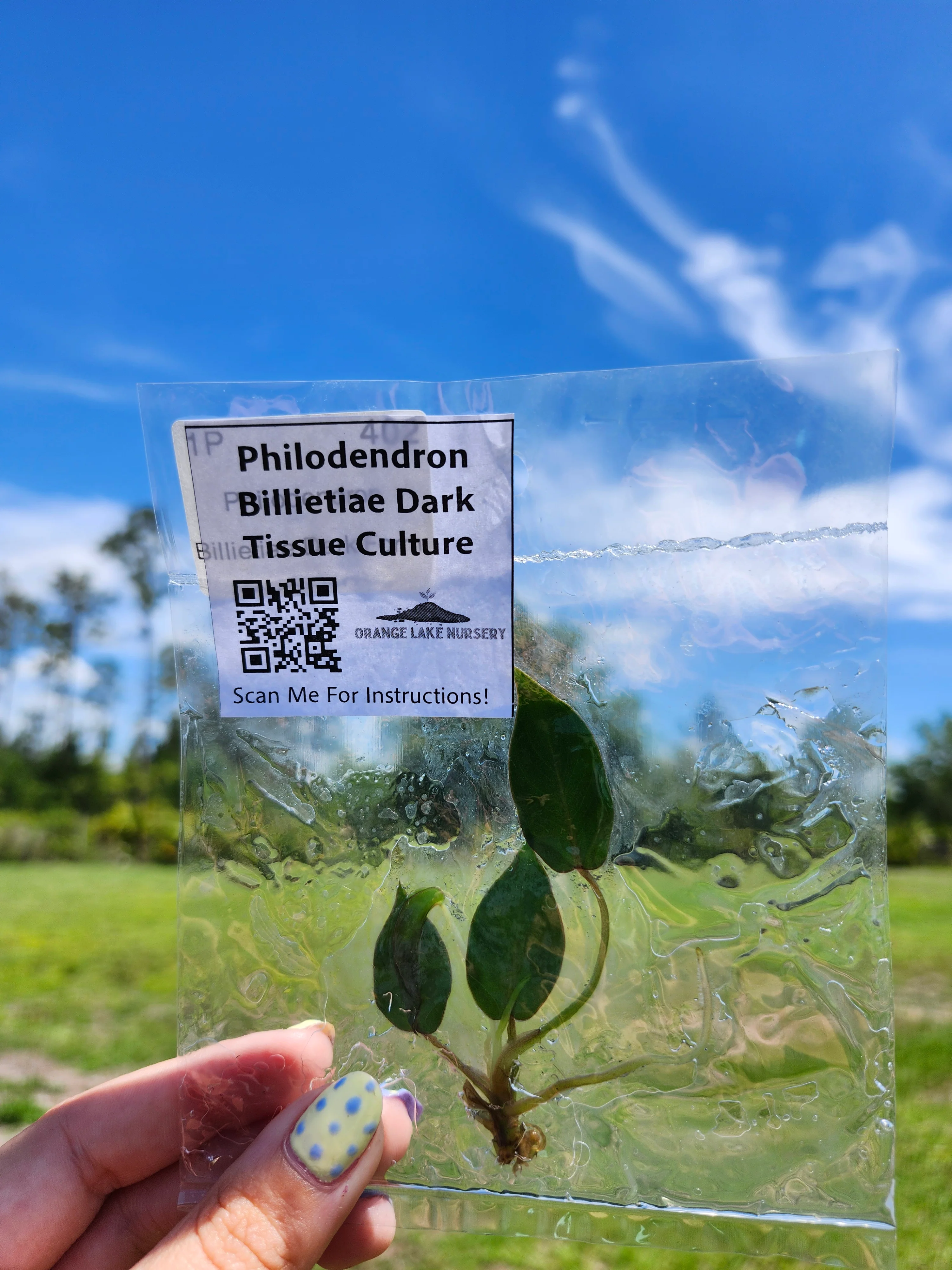 Philodendron Billietiae Dark Form Tissue Culture - Image 7