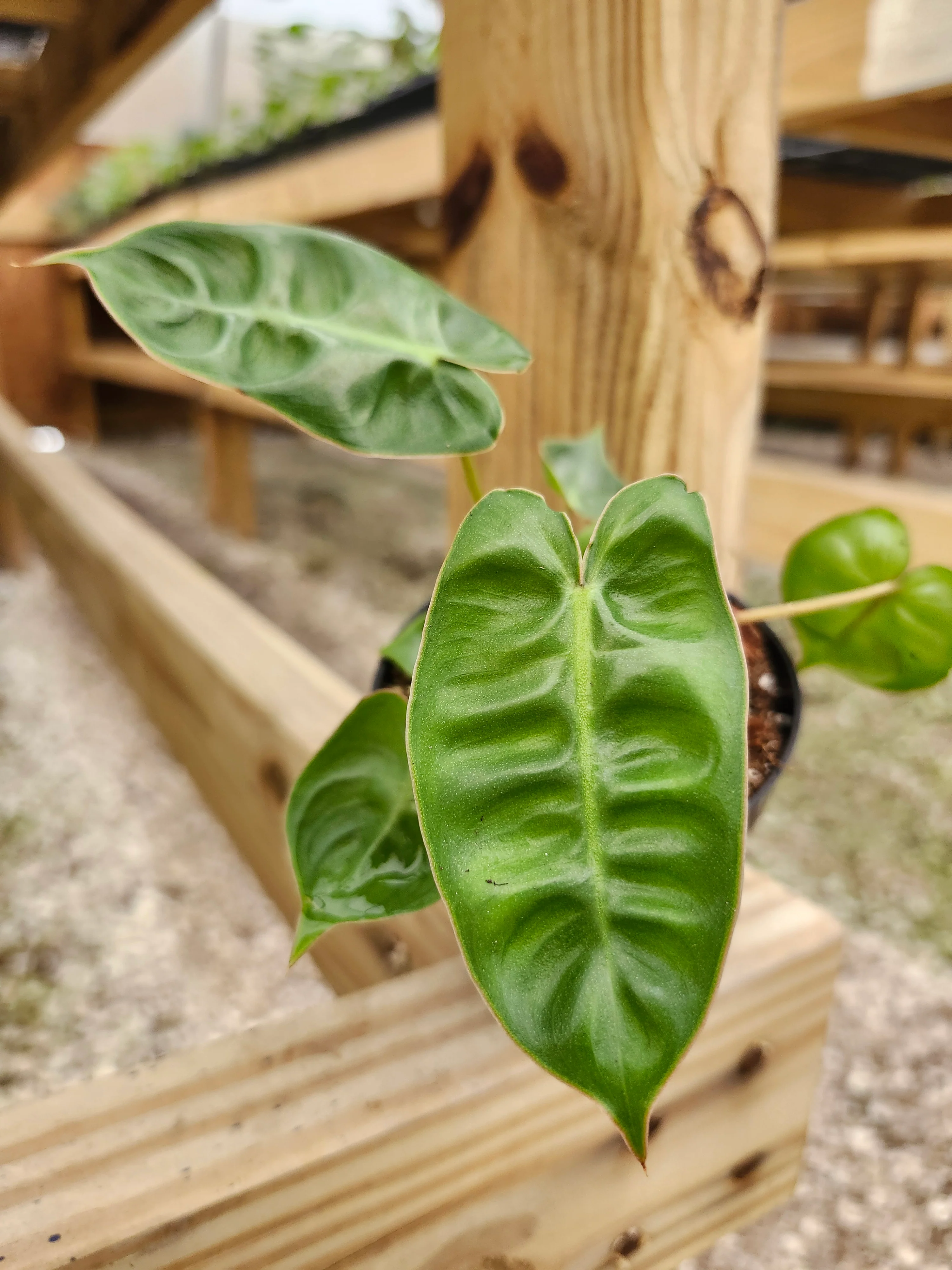 Philodendron Billietiae