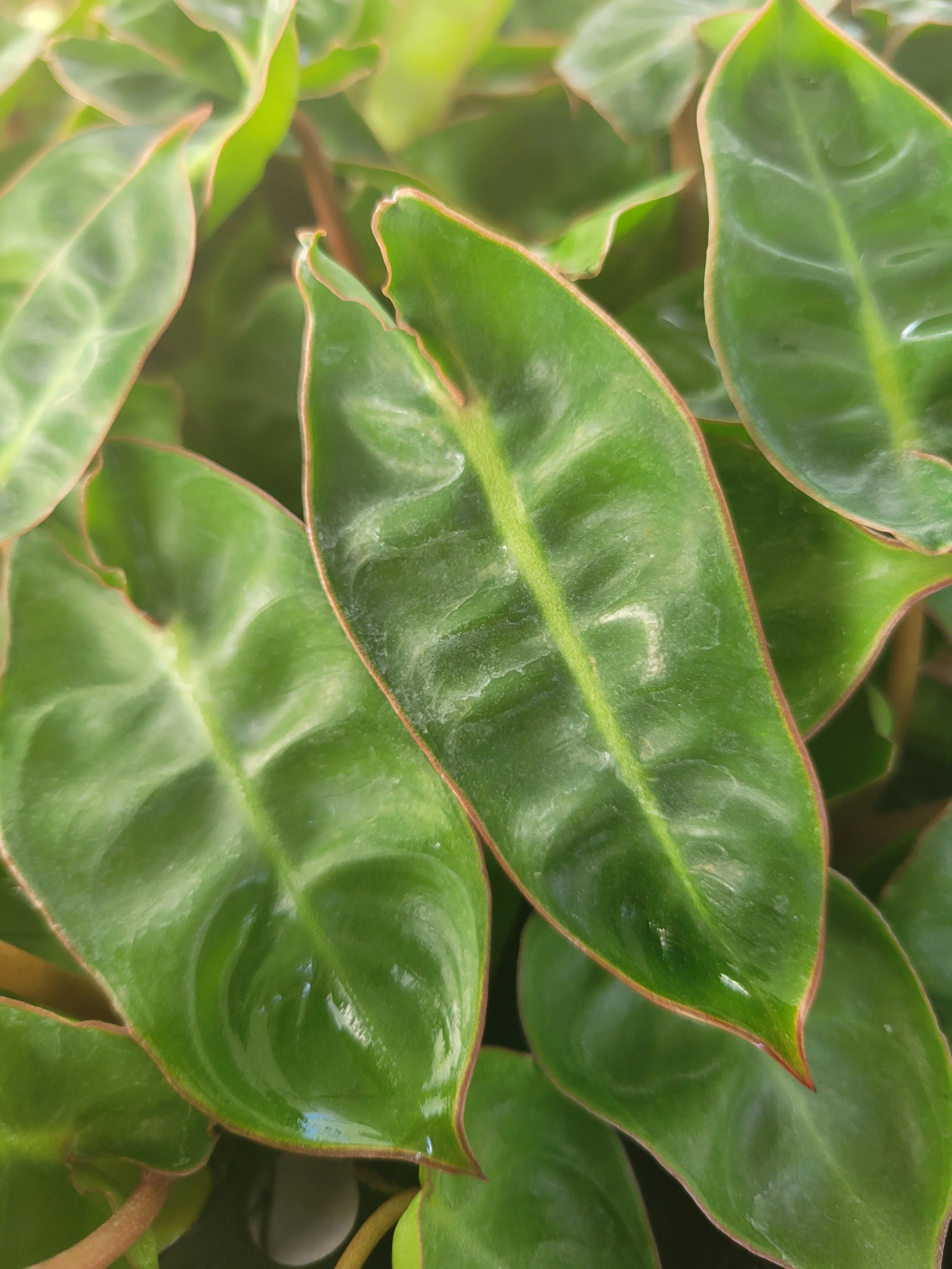 Philodendron Billietiae - Image 2