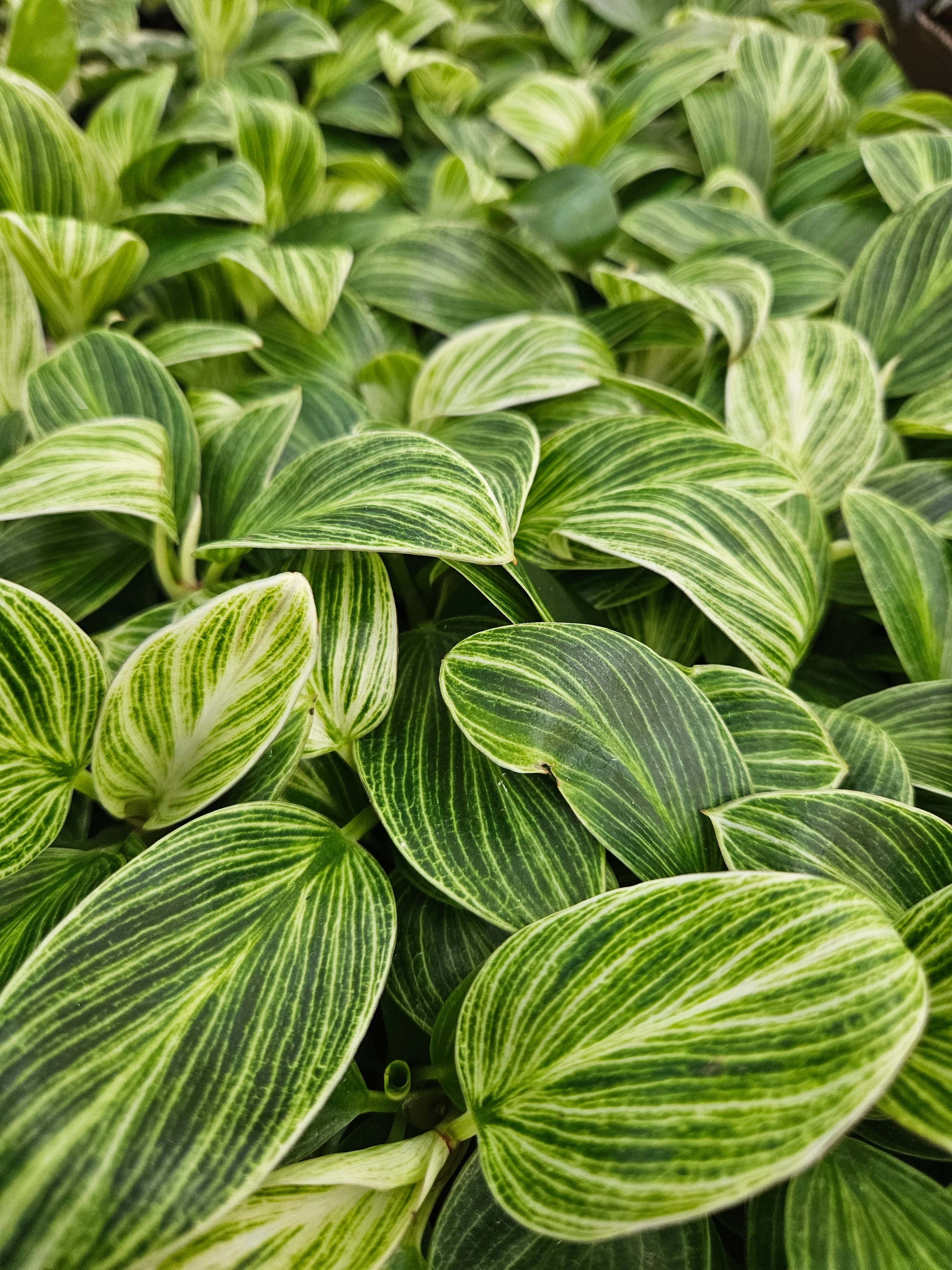 Philodendron Birkin