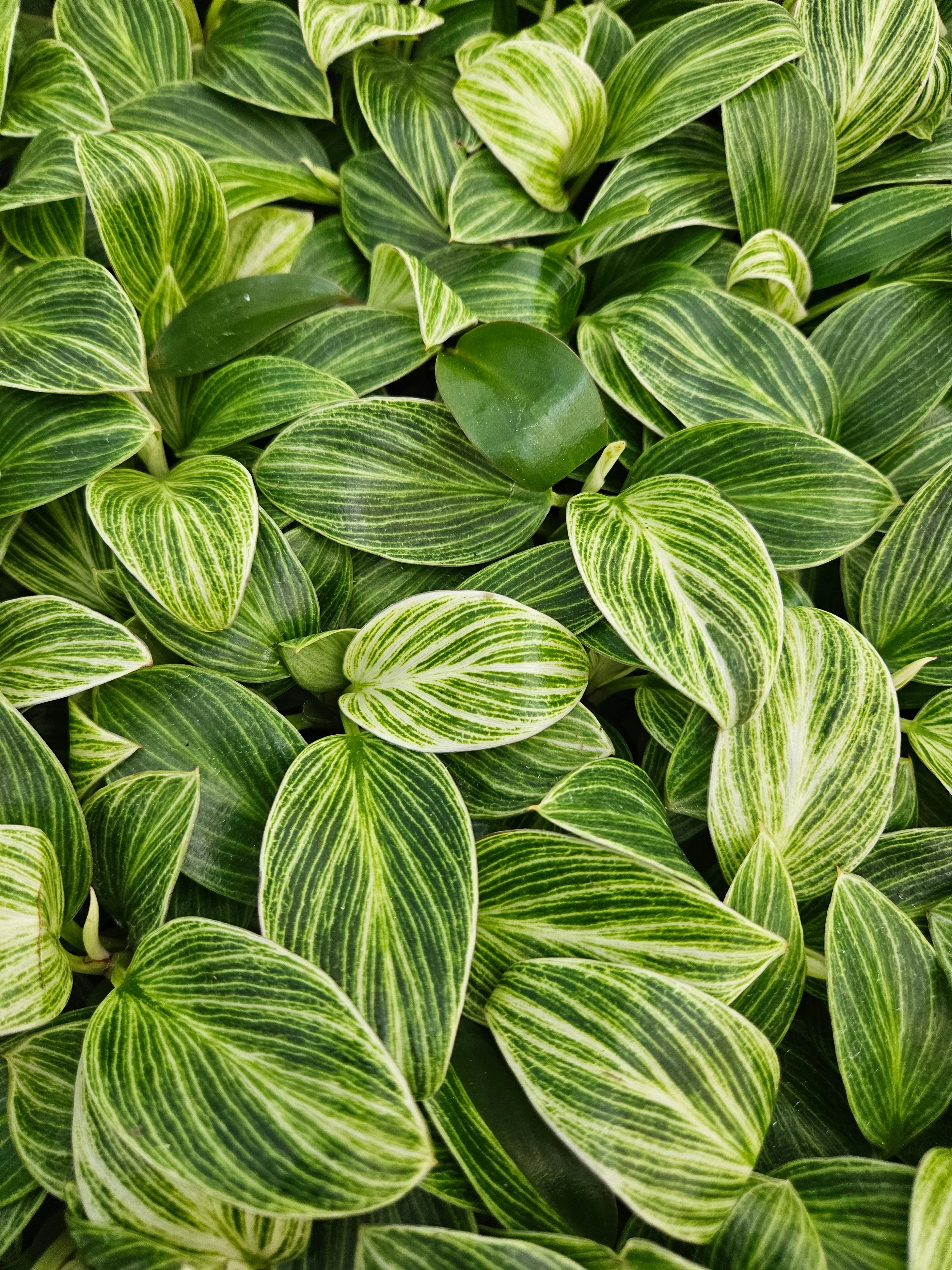 Philodendron Birkin - Image 4
