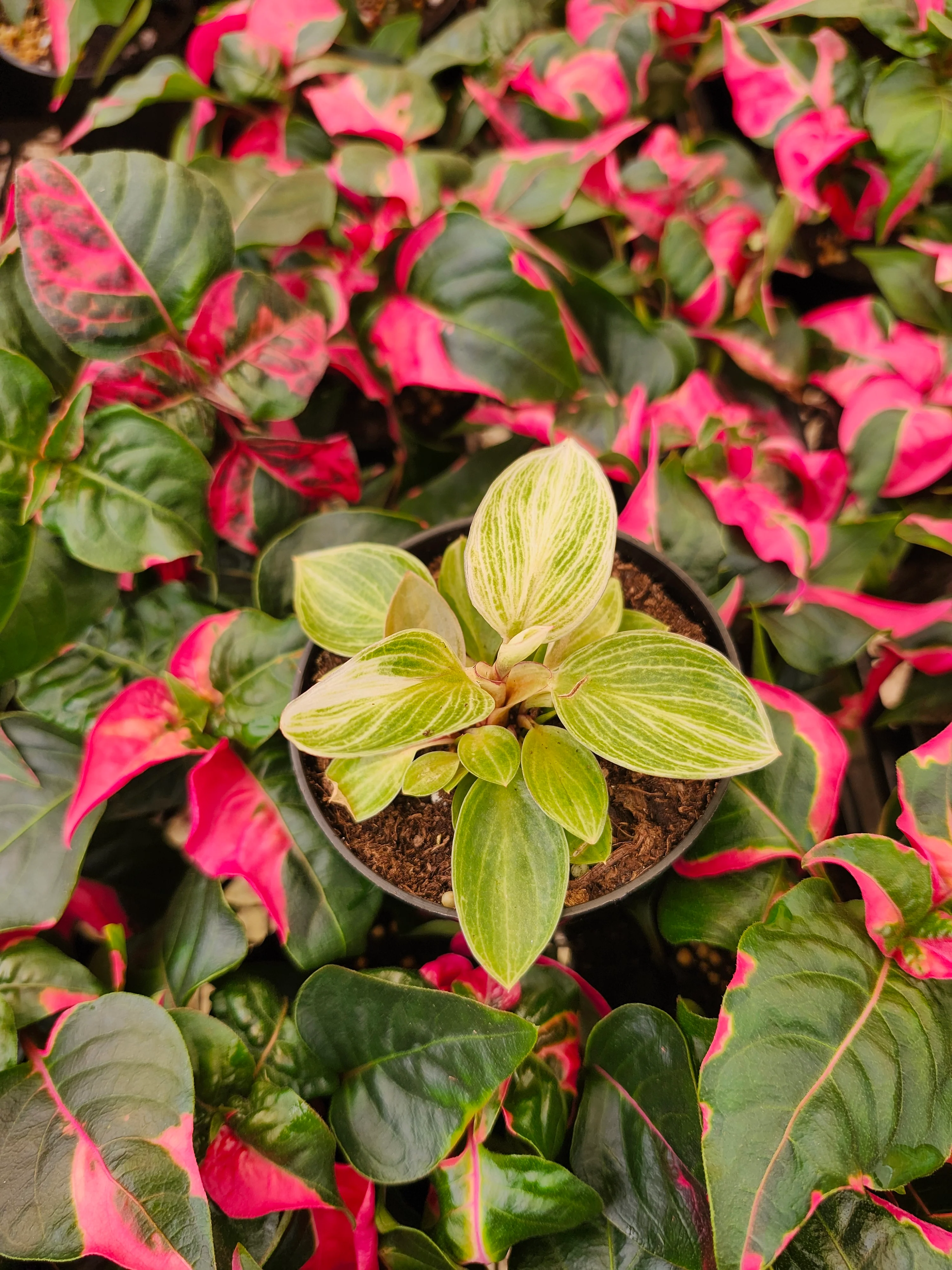 Philodendron Birkin - Image 6