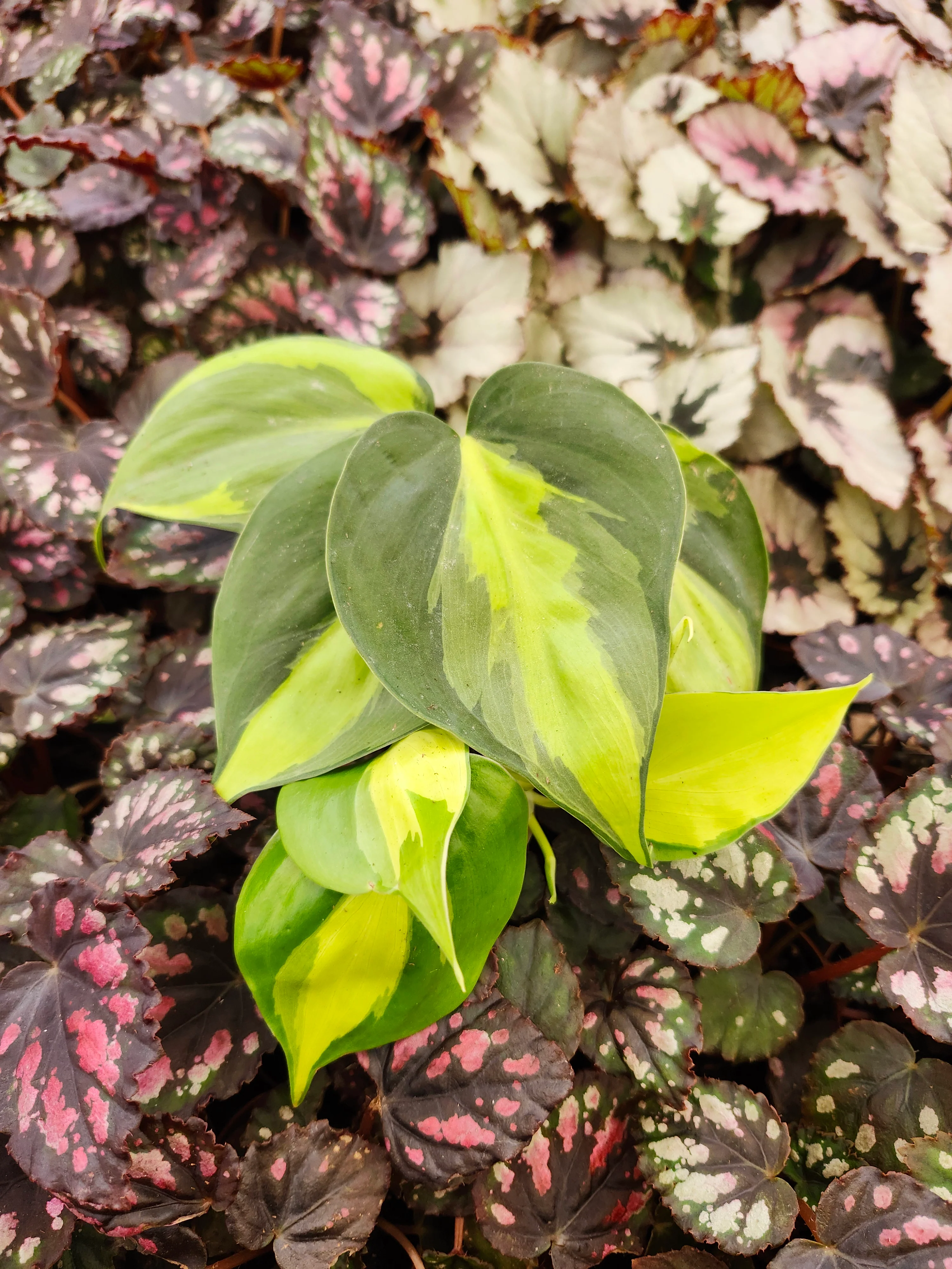 Philodendron Brasil - Image 4