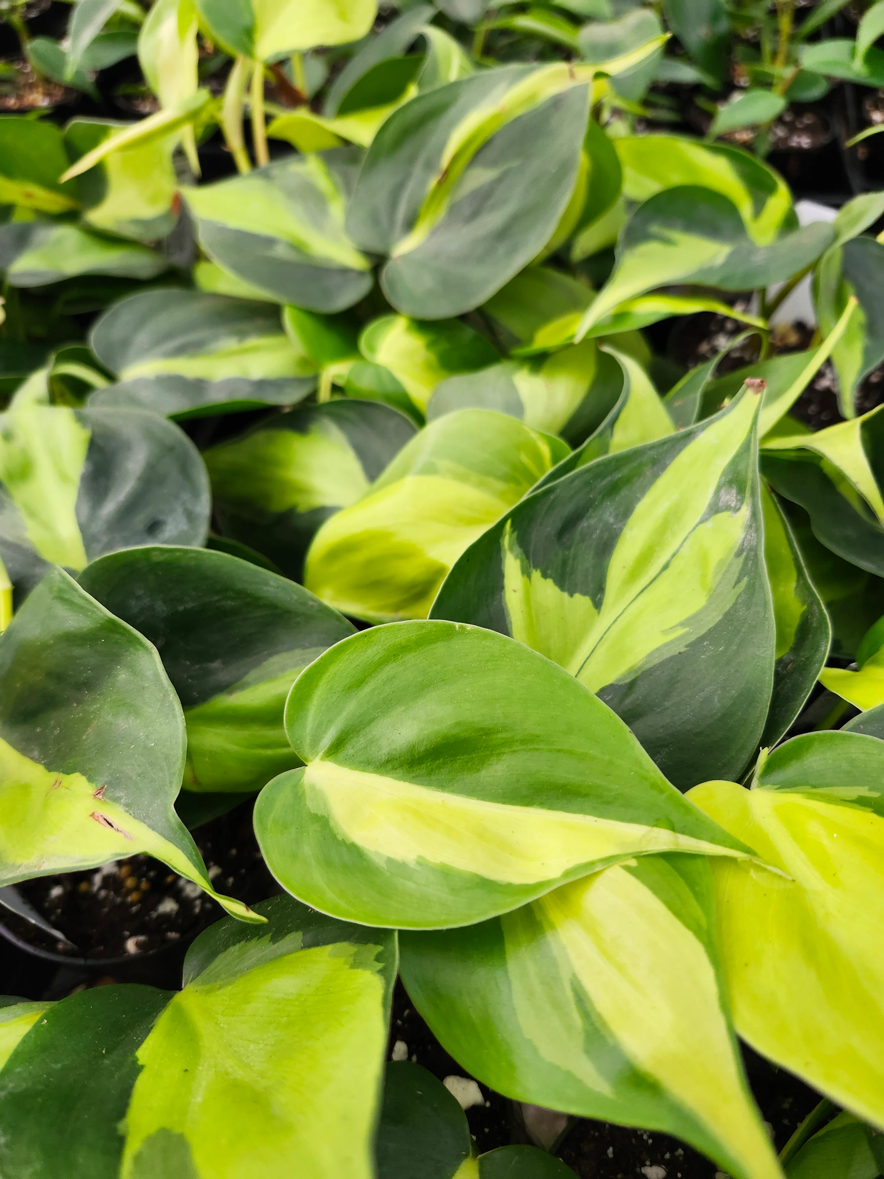 Philodendron Brasil - Image 5