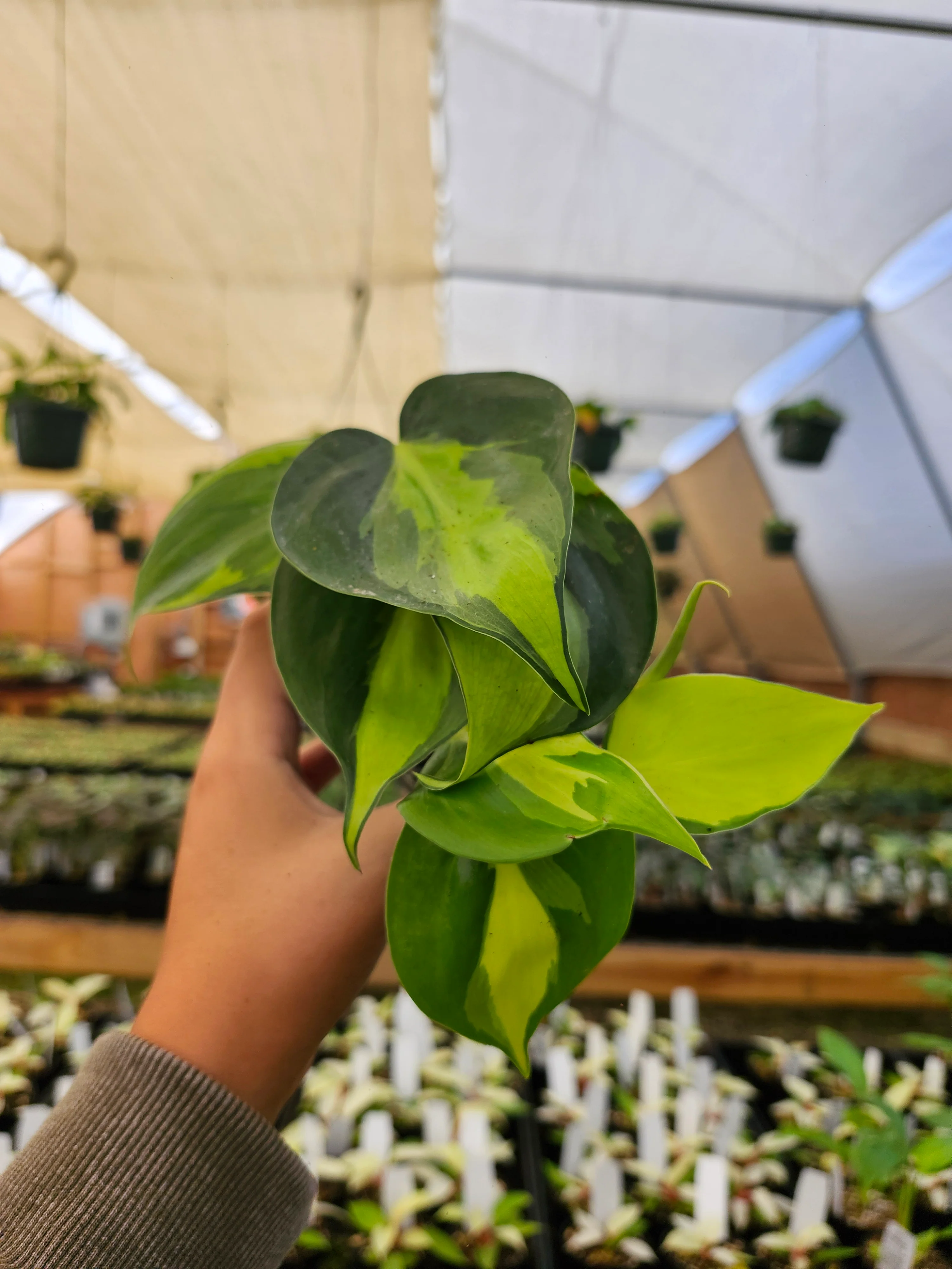 Philodendron Brasil - Image 6