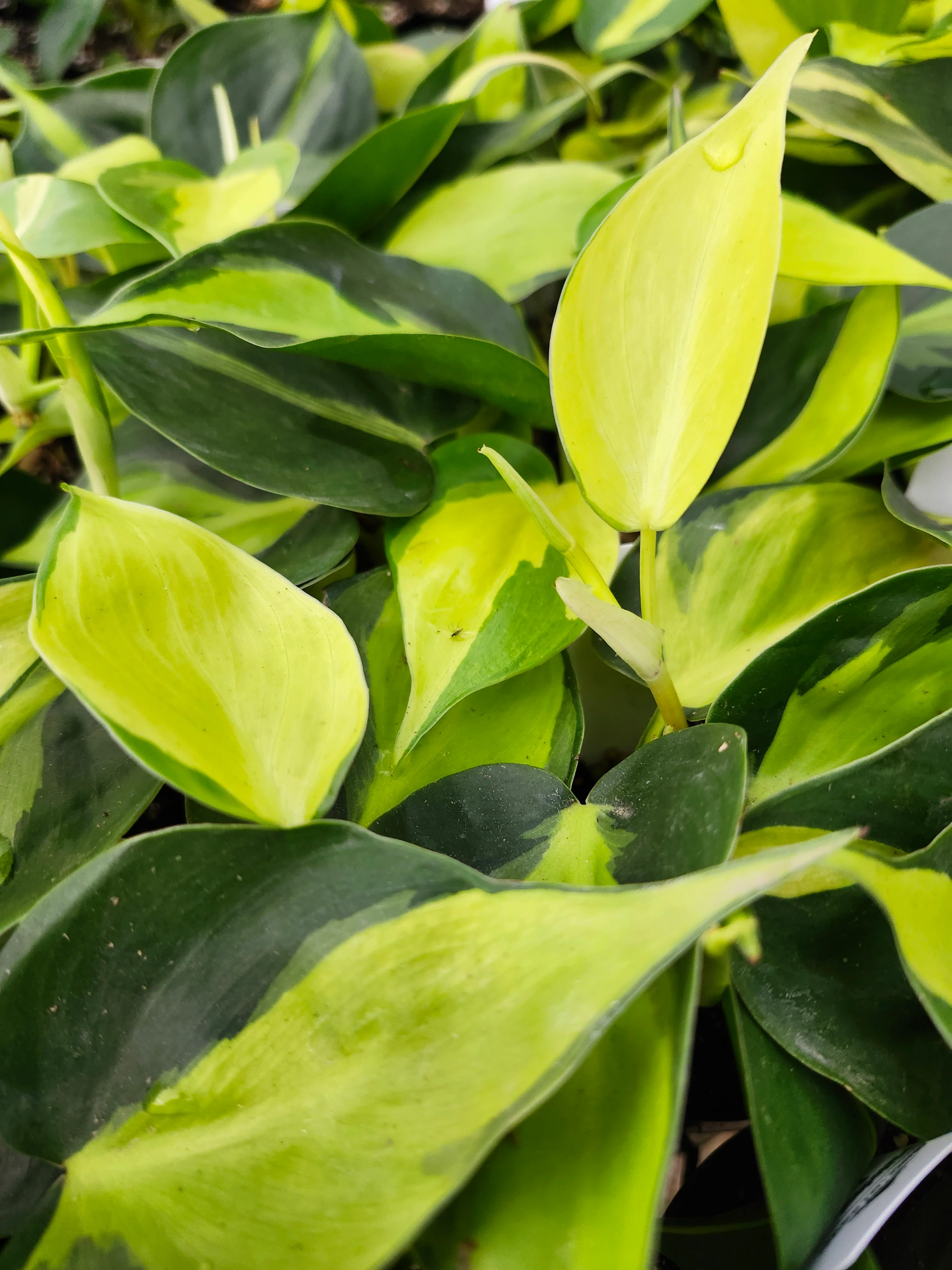 Philodendron Brasil - Image 7