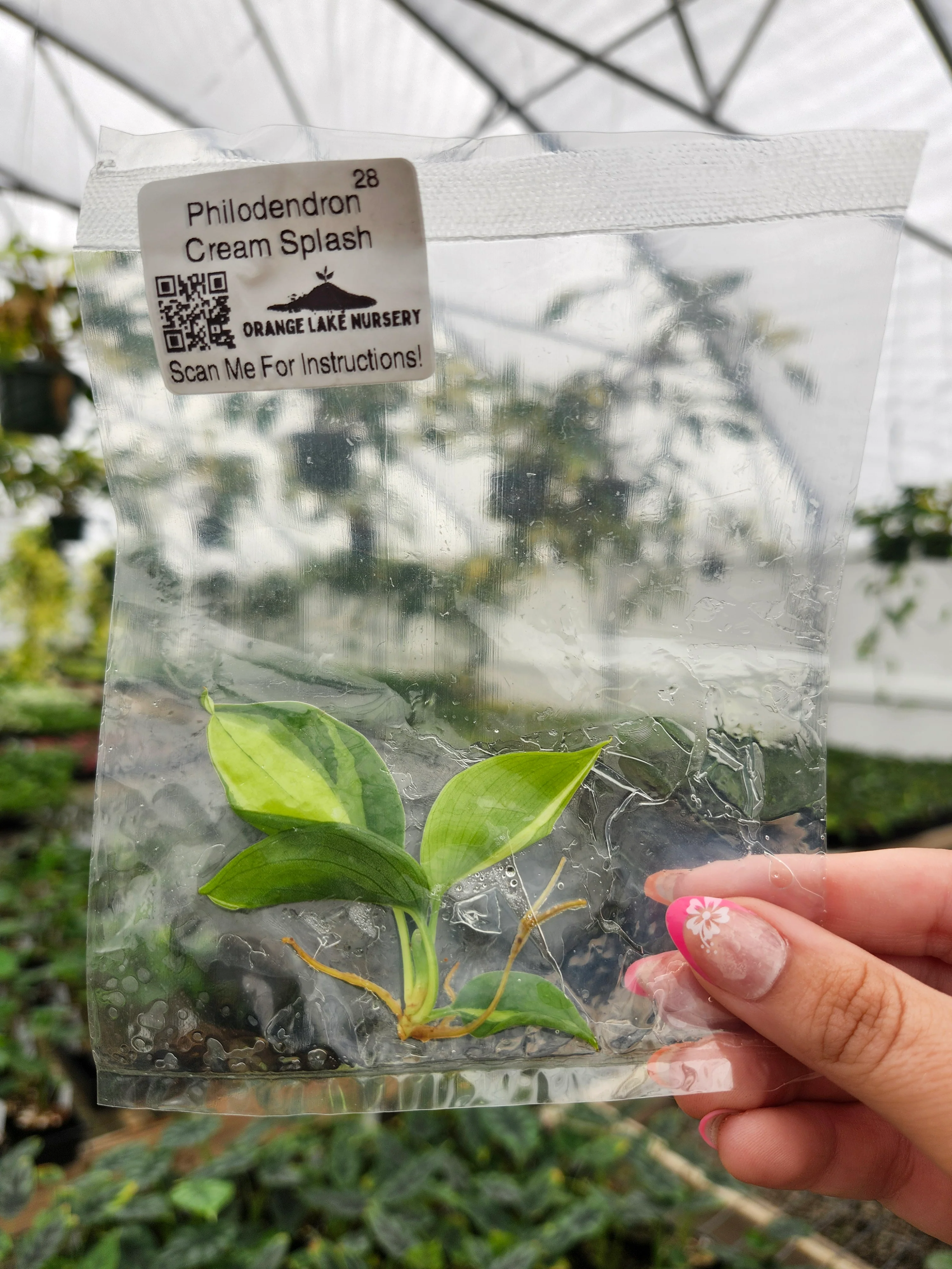Philodendron Cream Splash Tissue Culture