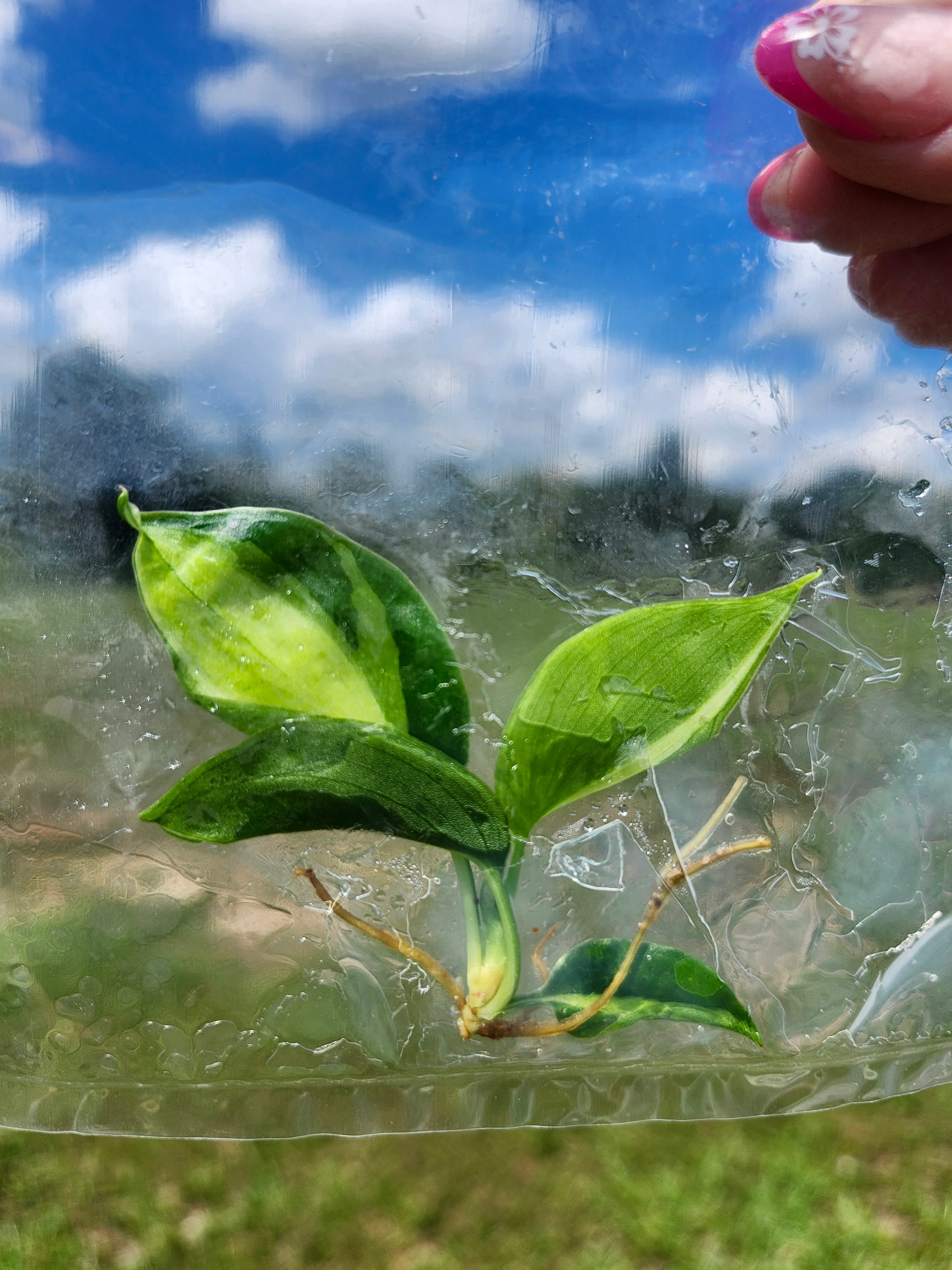 Philodendron Cream Splash Tissue Culture - Image 4