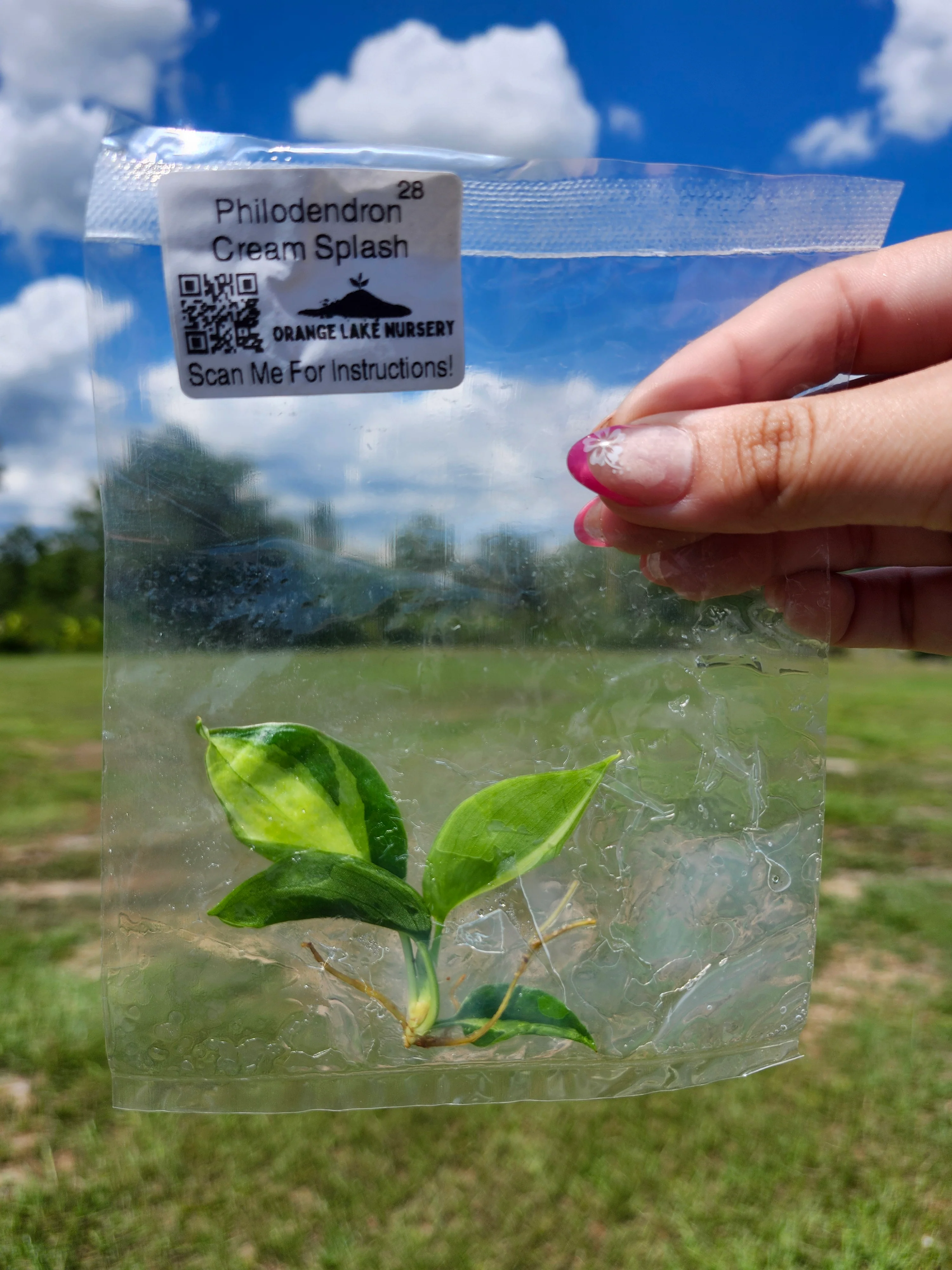Philodendron Cream Splash Tissue Culture - Image 5