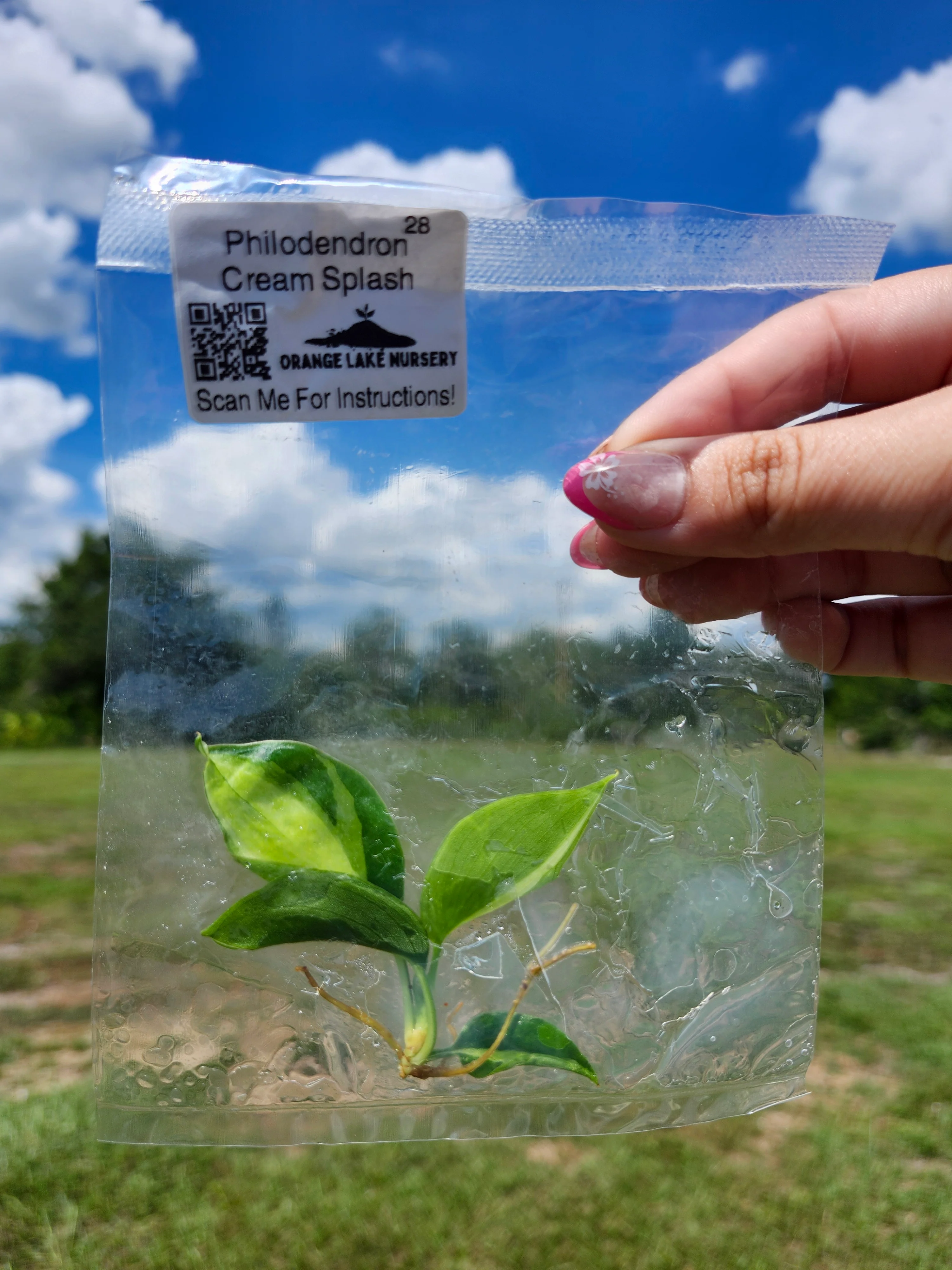 Philodendron Cream Splash Tissue Culture - Image 6