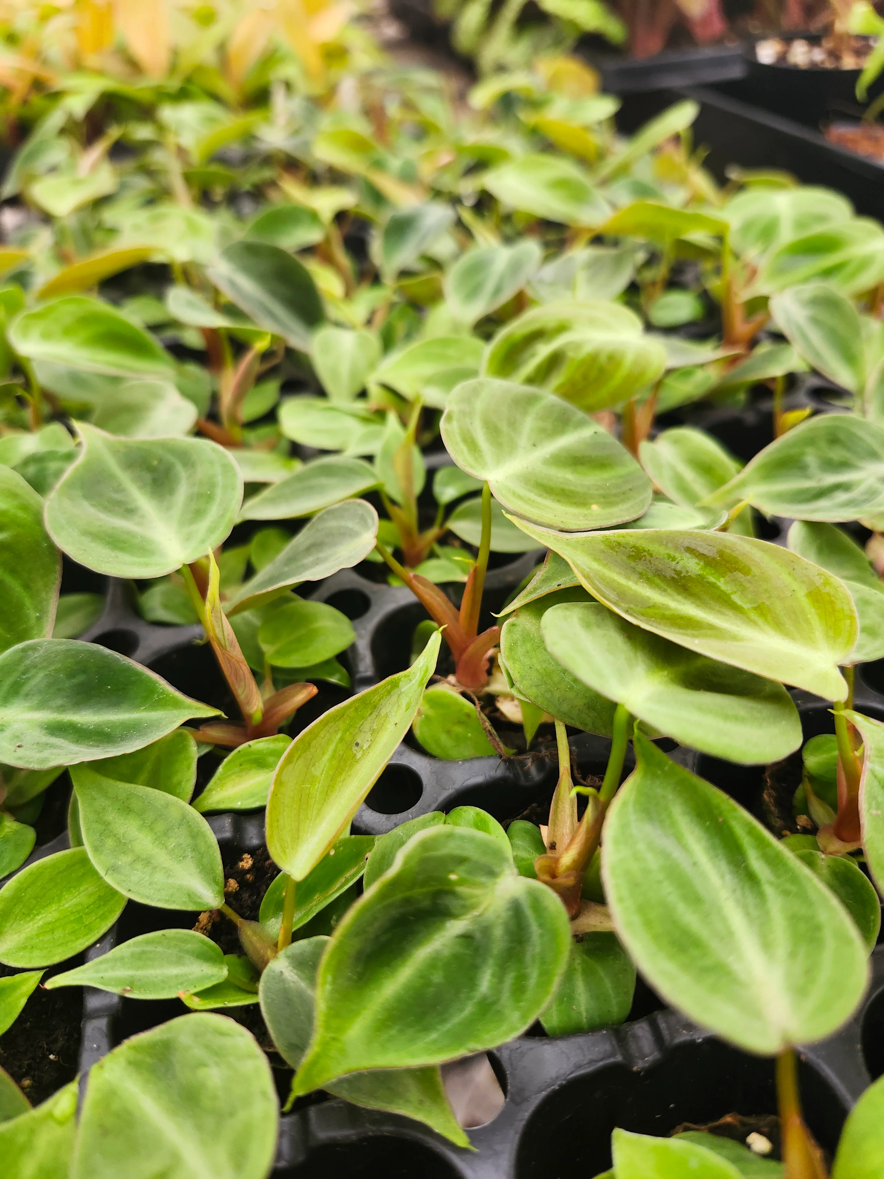 Philodendron El Choco - Image 10