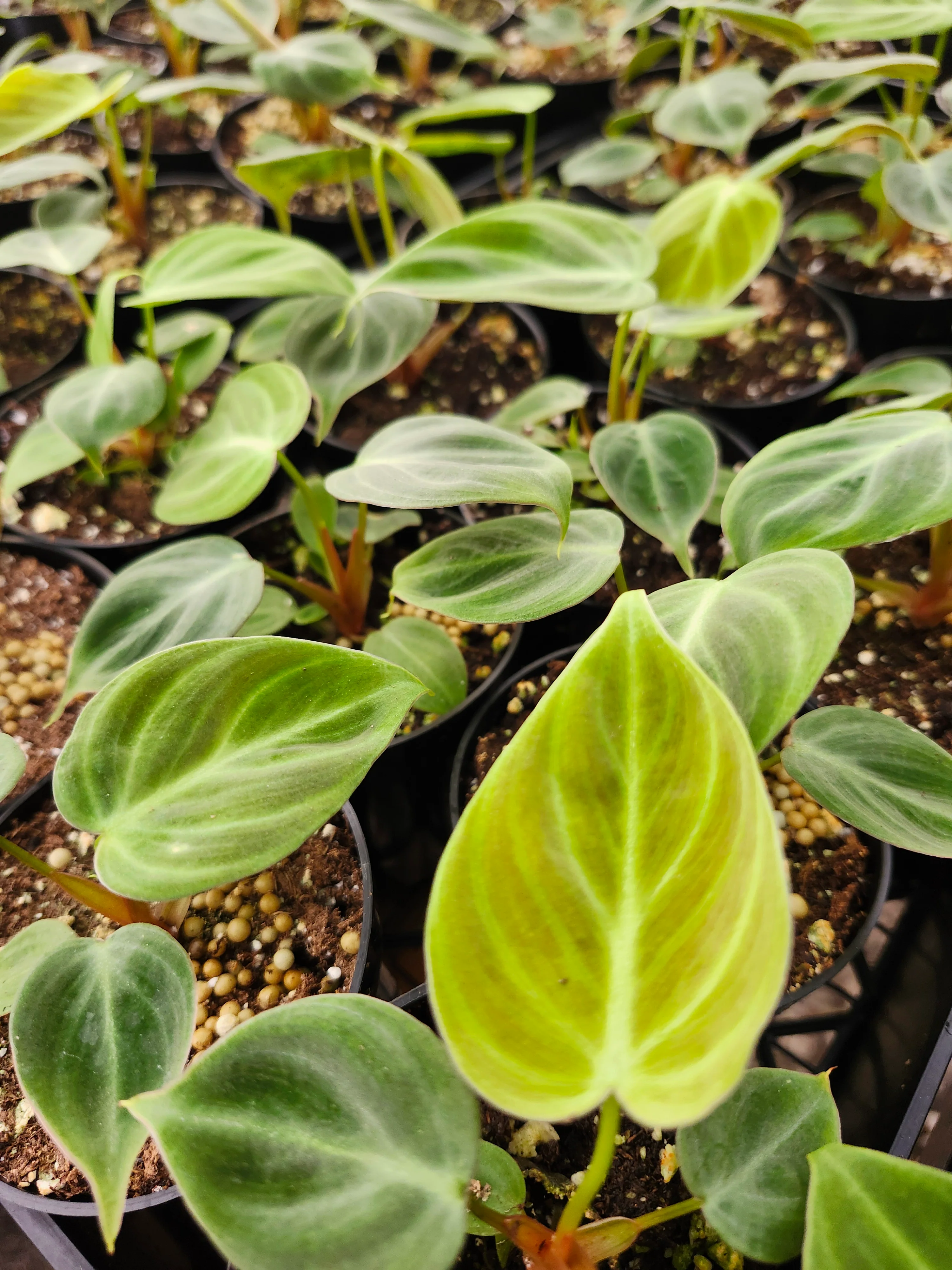 Philodendron El Choco - Image 9