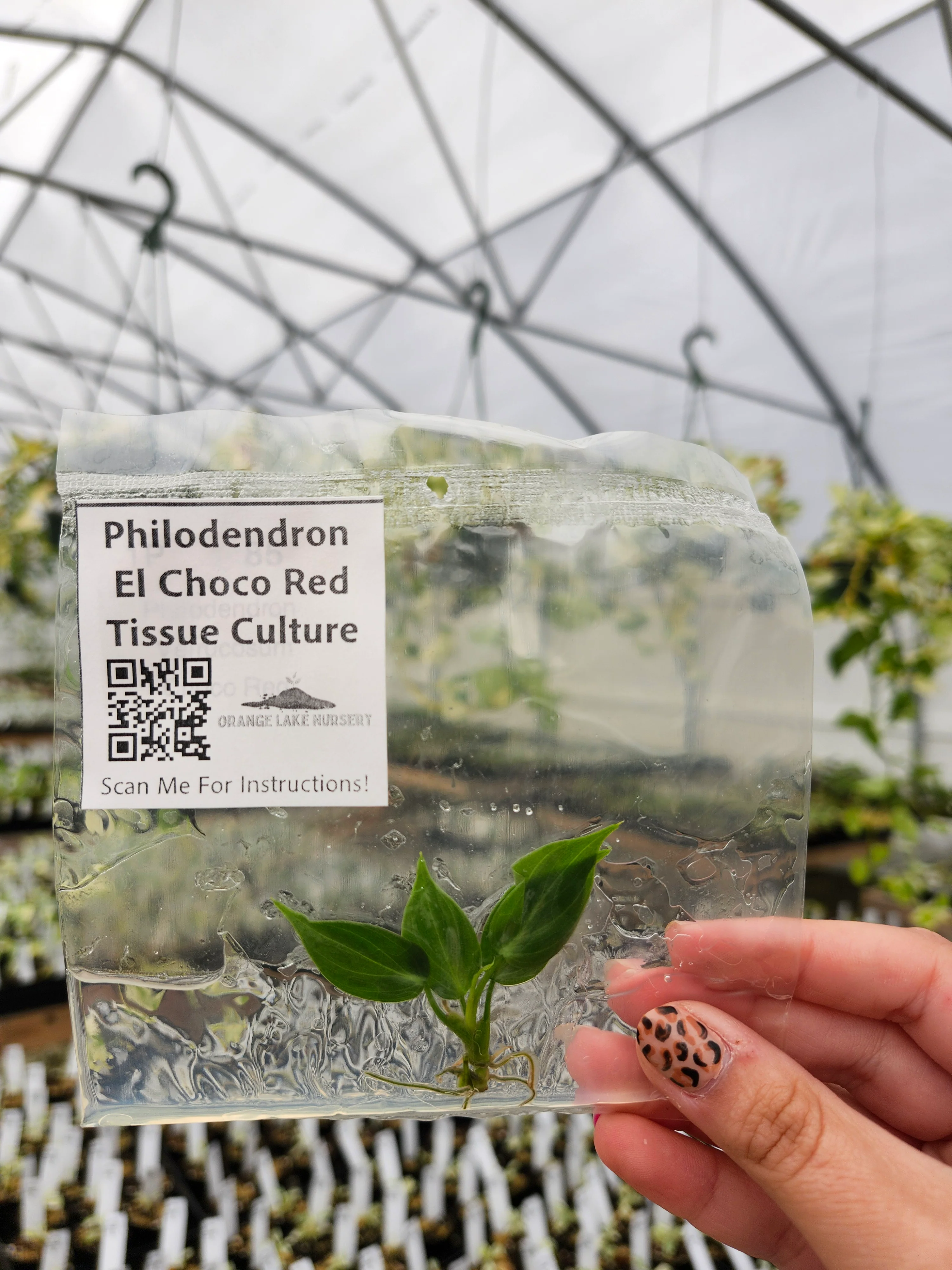 Philodendron El Choco Red Tissue Culture