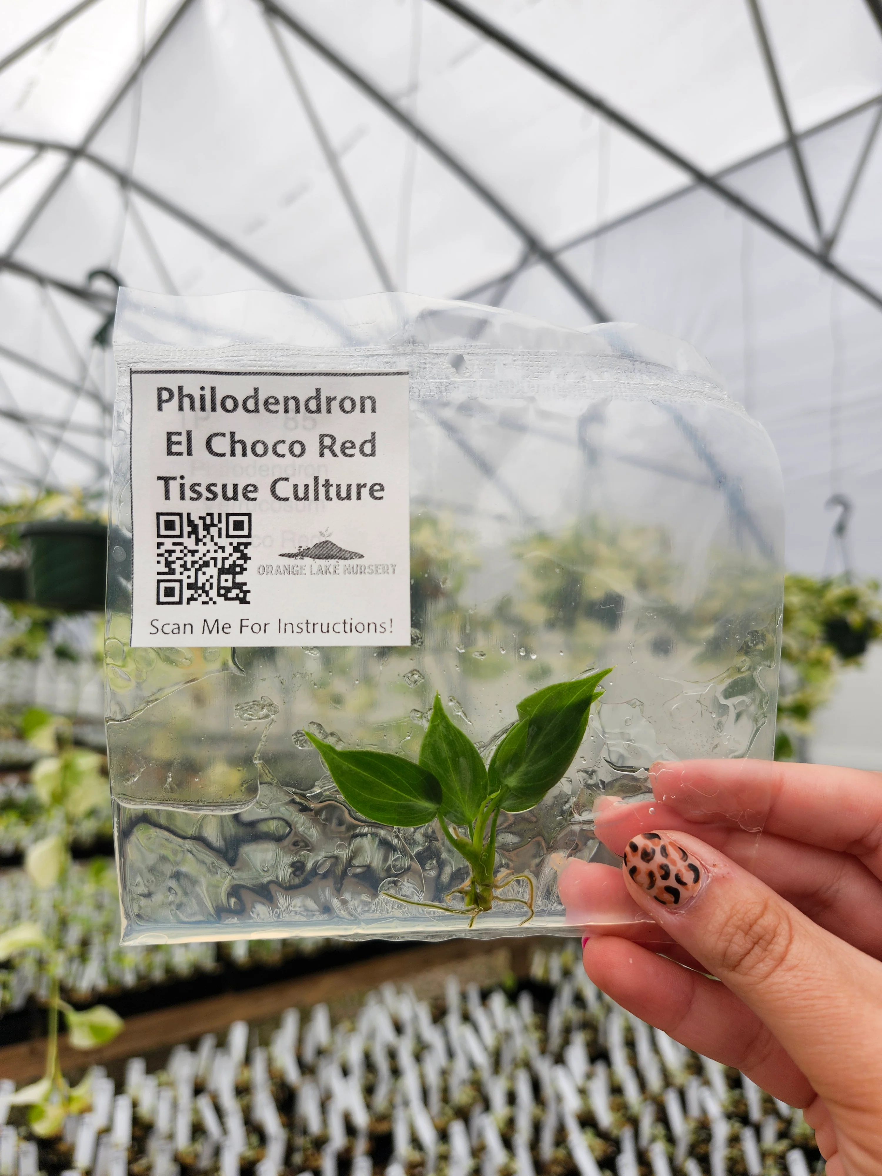 Philodendron El Choco Red Tissue Culture - Image 3