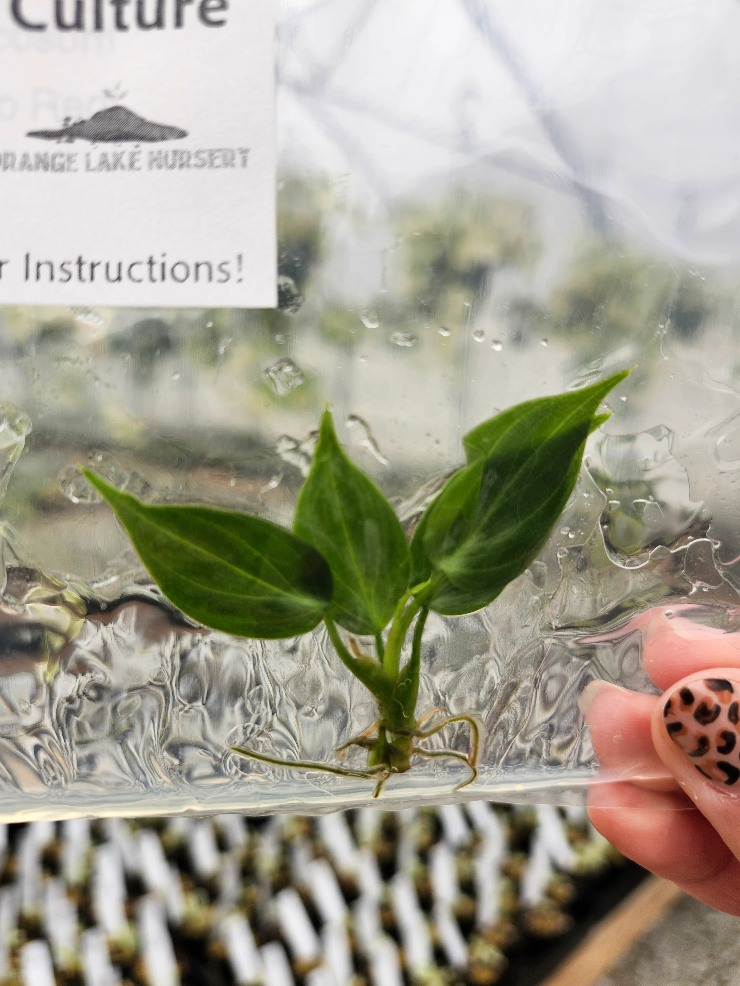 Philodendron El Choco Red Tissue Culture - Image 4