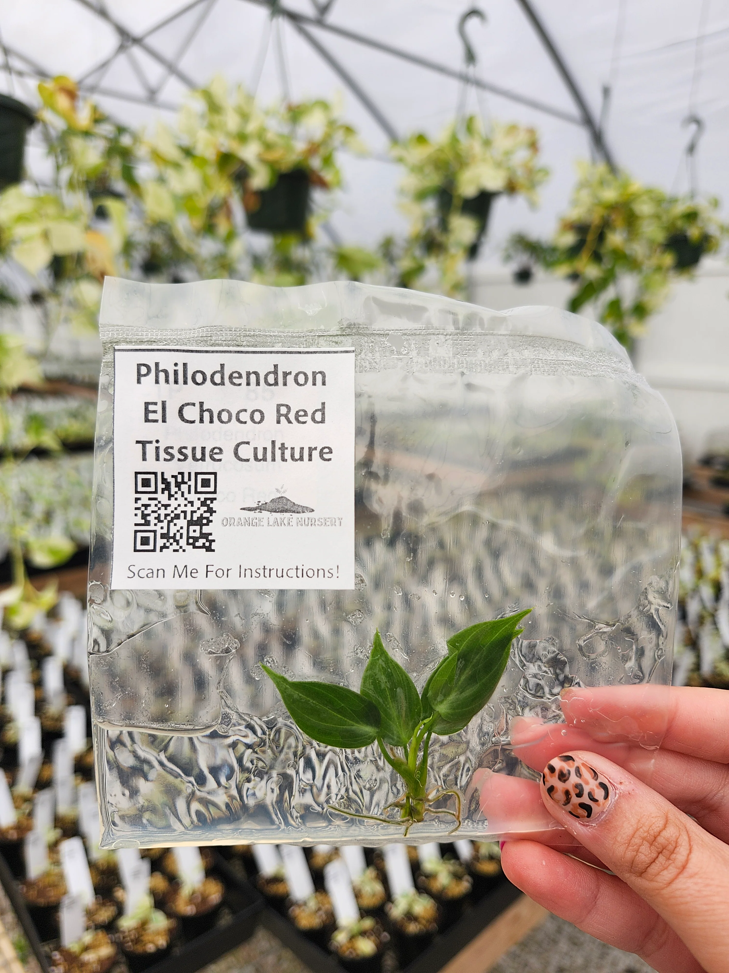 Philodendron El Choco Red Tissue Culture - Image 5