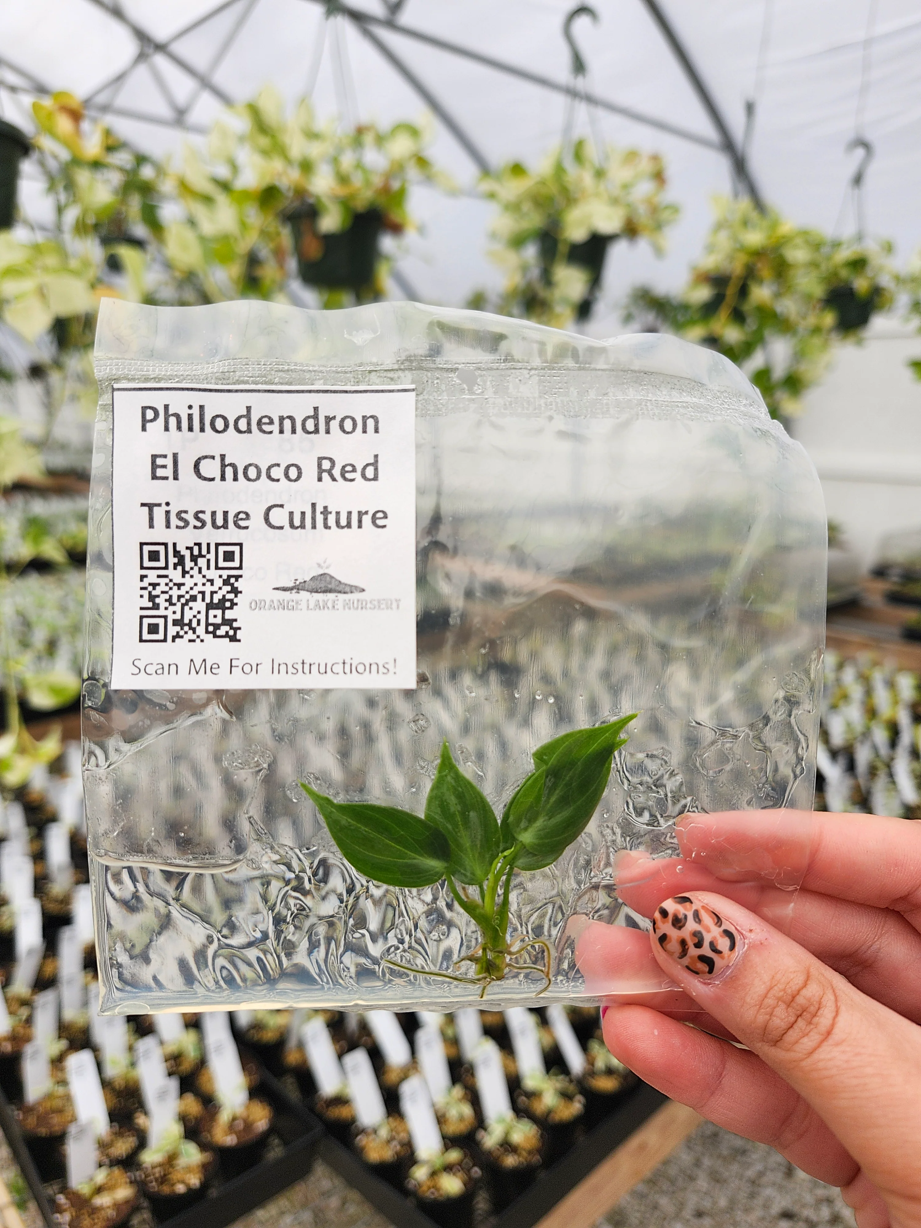 Philodendron El Choco Red Tissue Culture - Image 6
