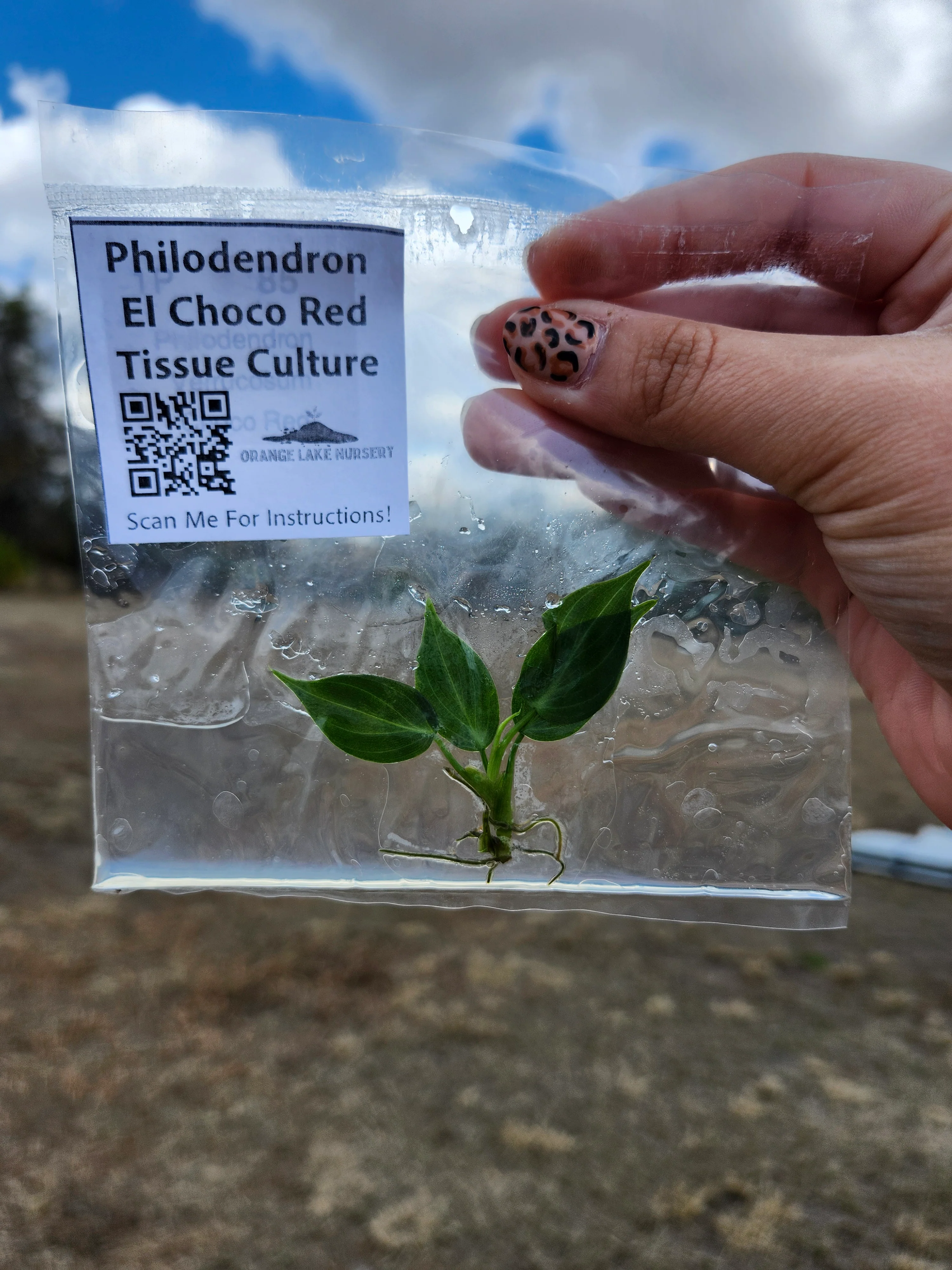 Philodendron El Choco Red Tissue Culture - Image 7