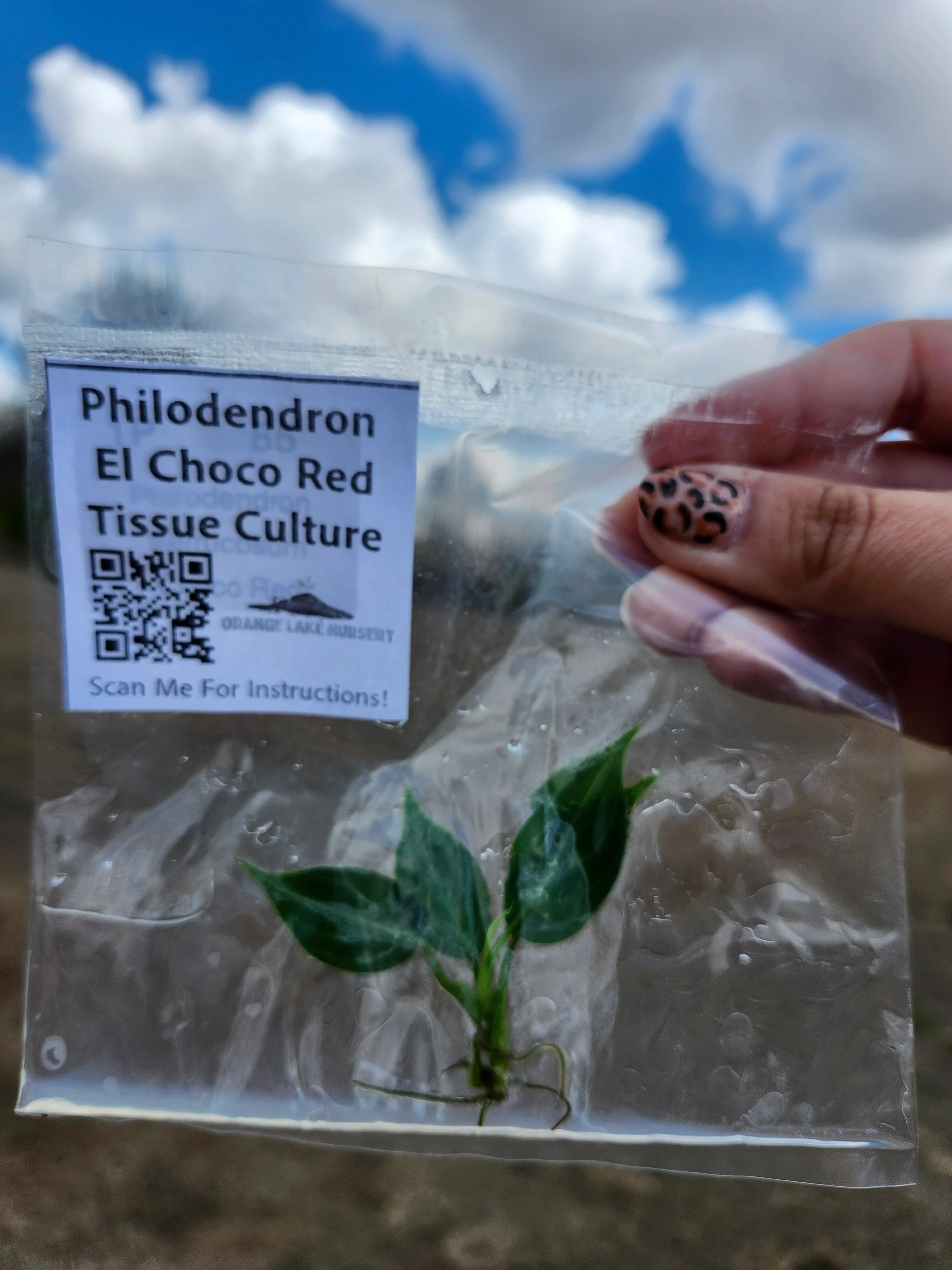 Philodendron El Choco Red Tissue Culture - Image 8