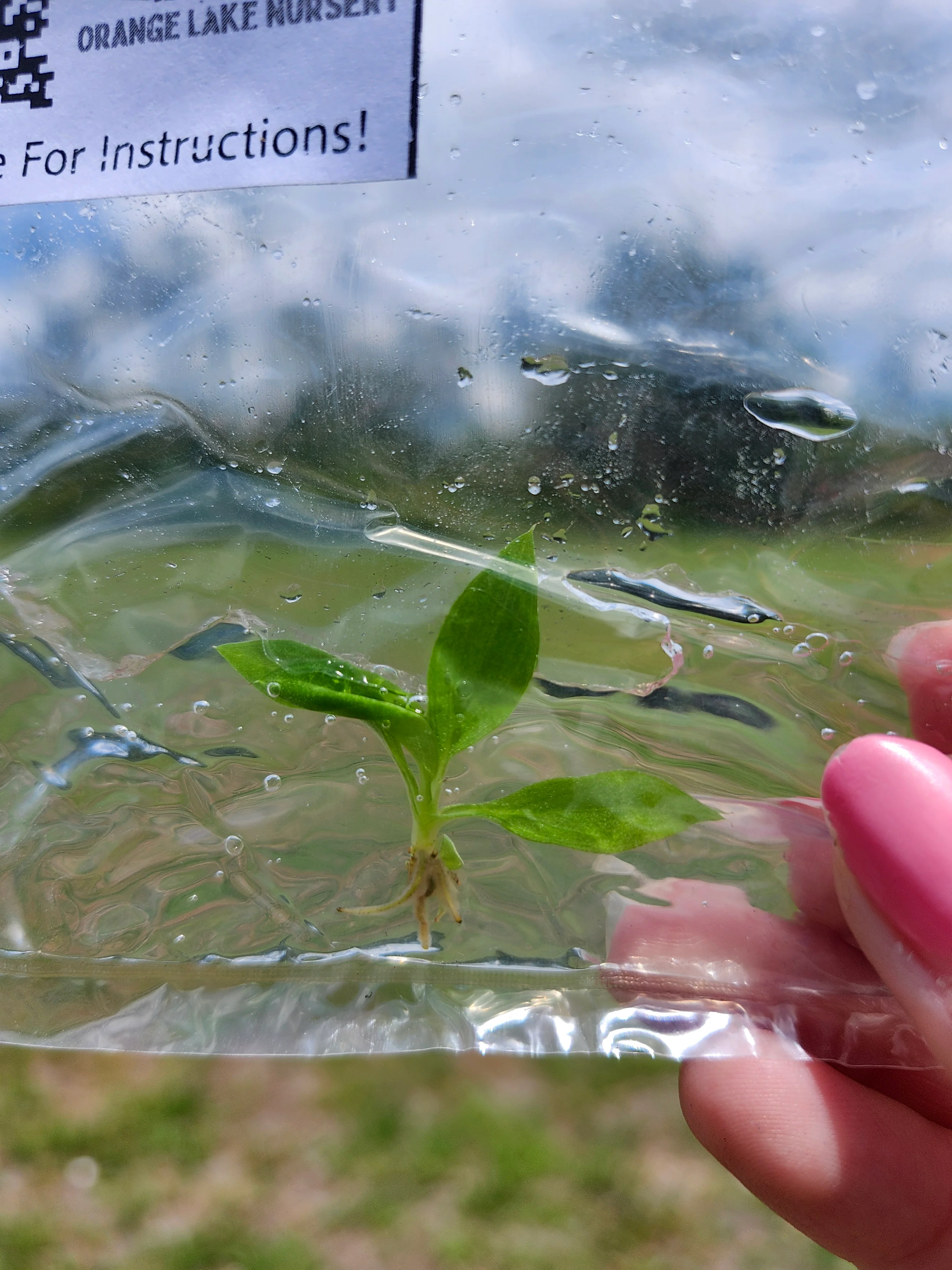 Philodendron Esmeraldence Tissue Culture - Image 6
