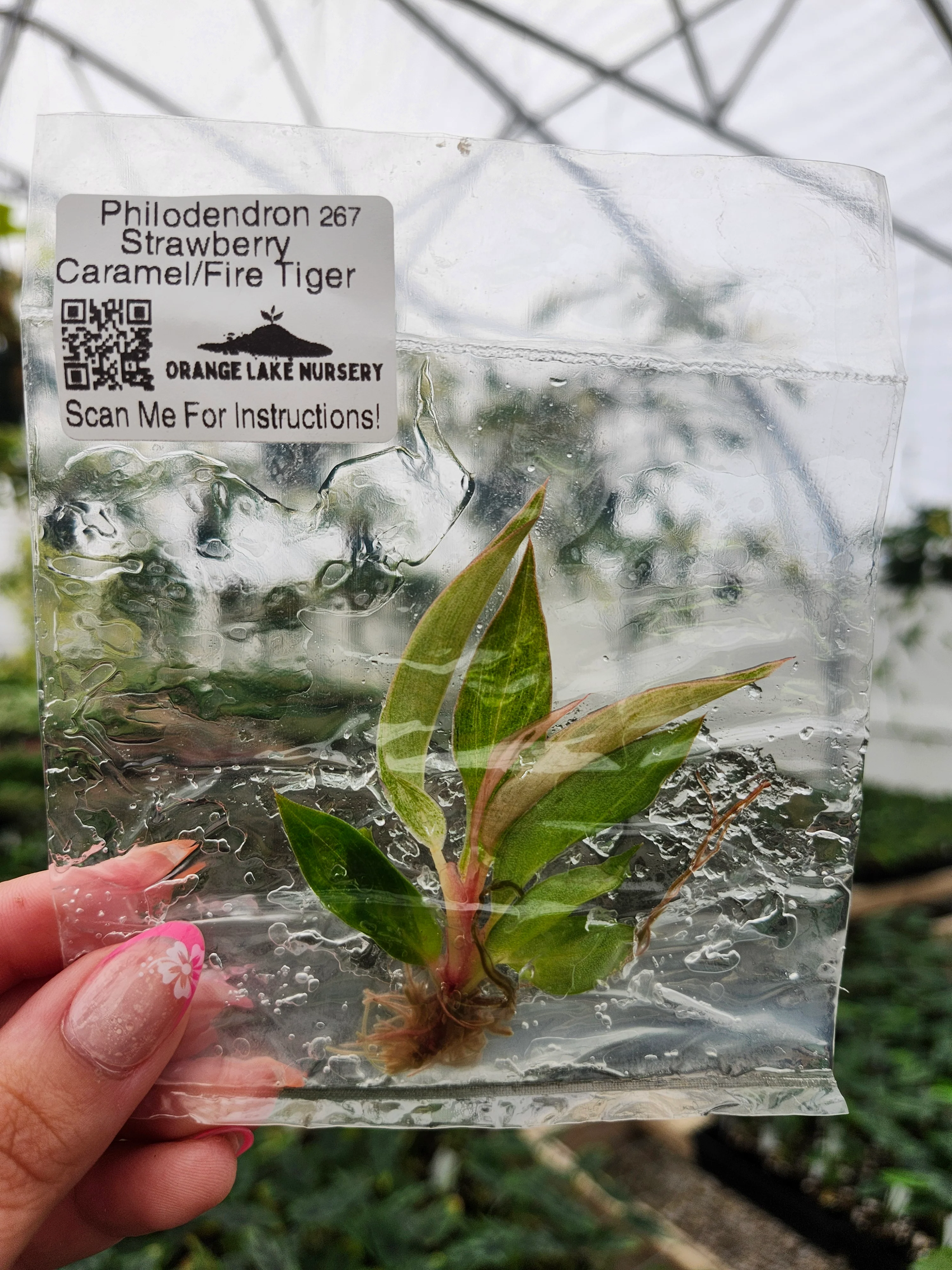 Philodendron Fire Tiger /Strawberry Caramel Tissue Culture