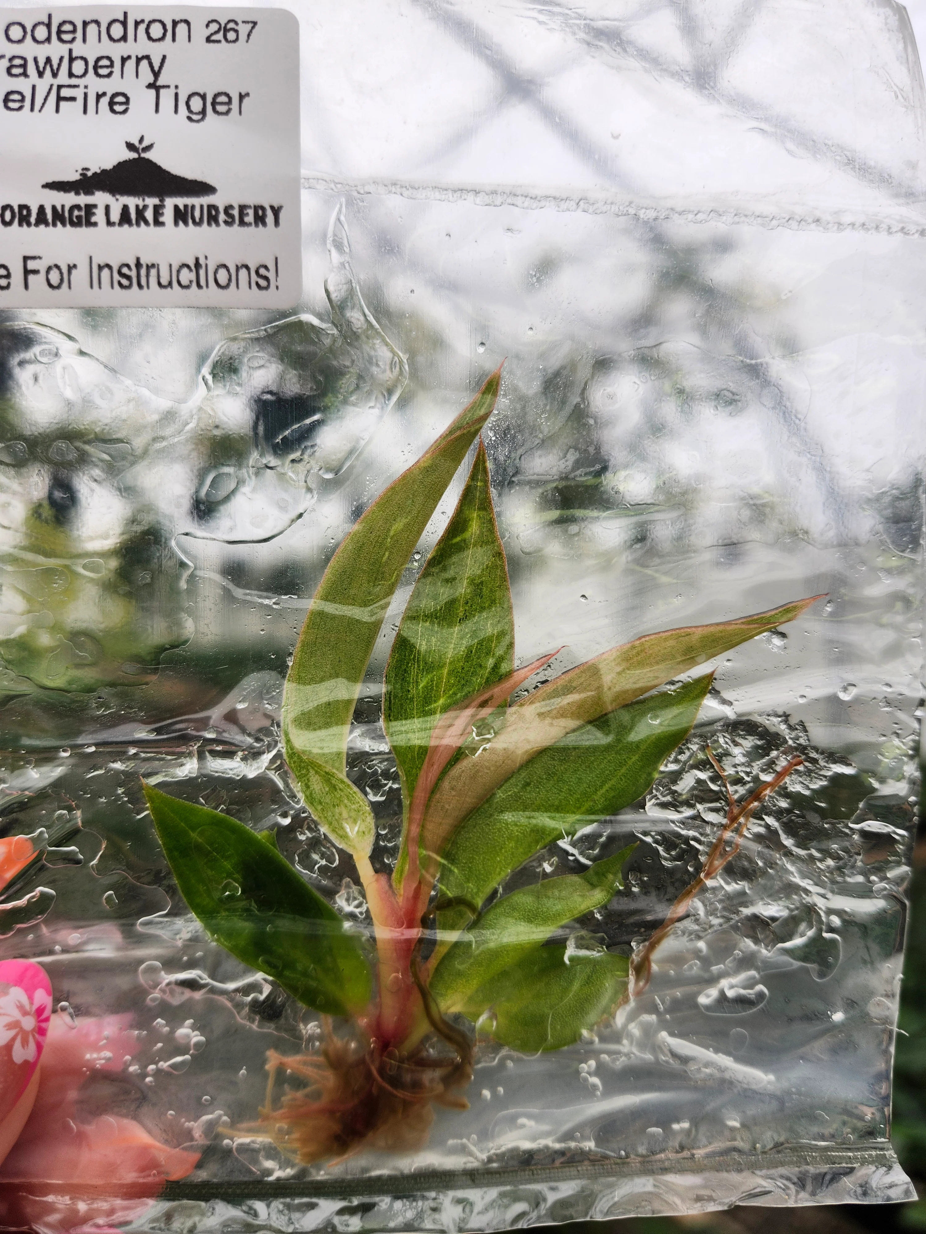 Philodendron Fire Tiger /Strawberry Caramel Tissue Culture - Image 2
