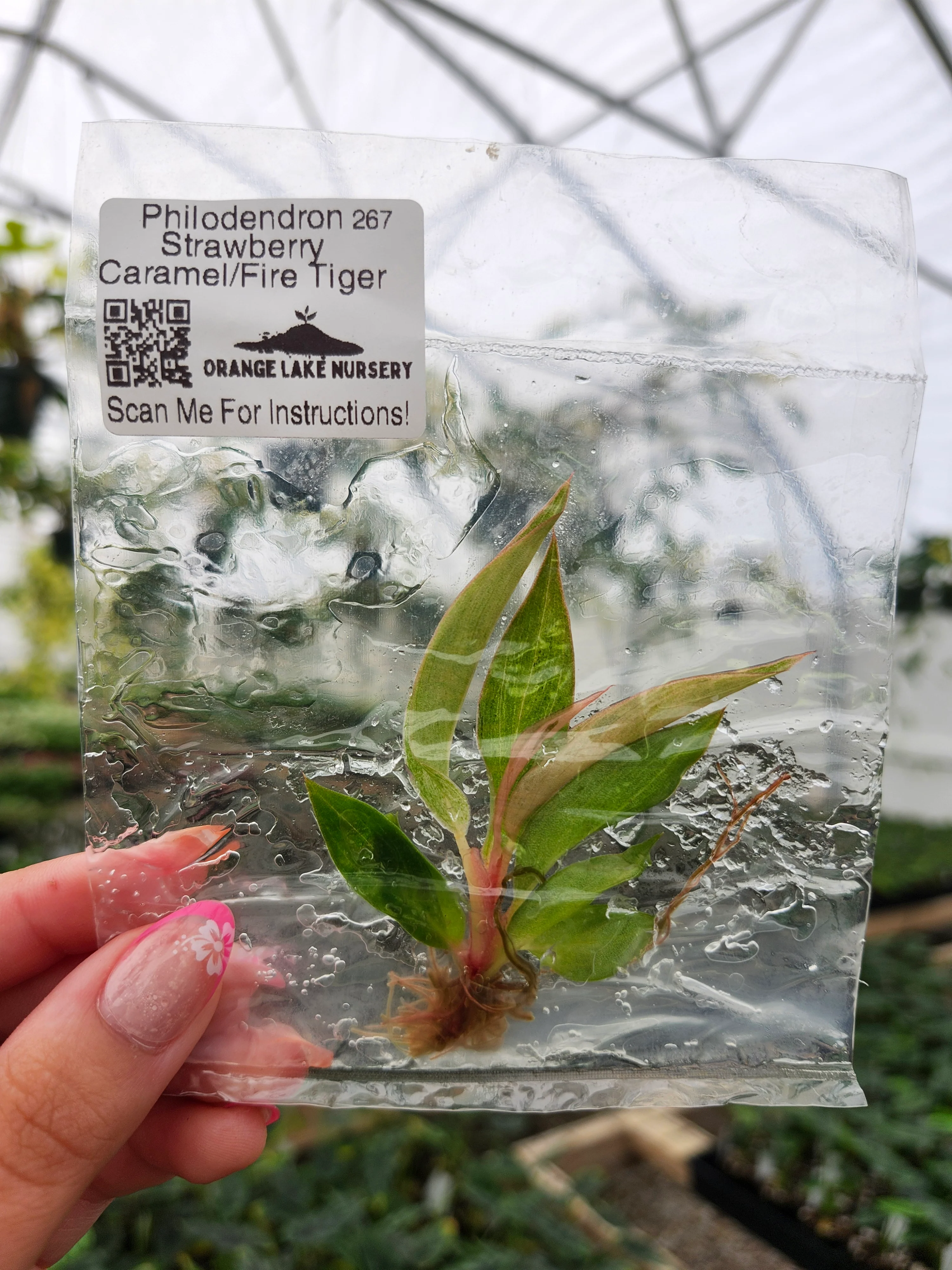 Philodendron Fire Tiger /Strawberry Caramel Tissue Culture - Image 3
