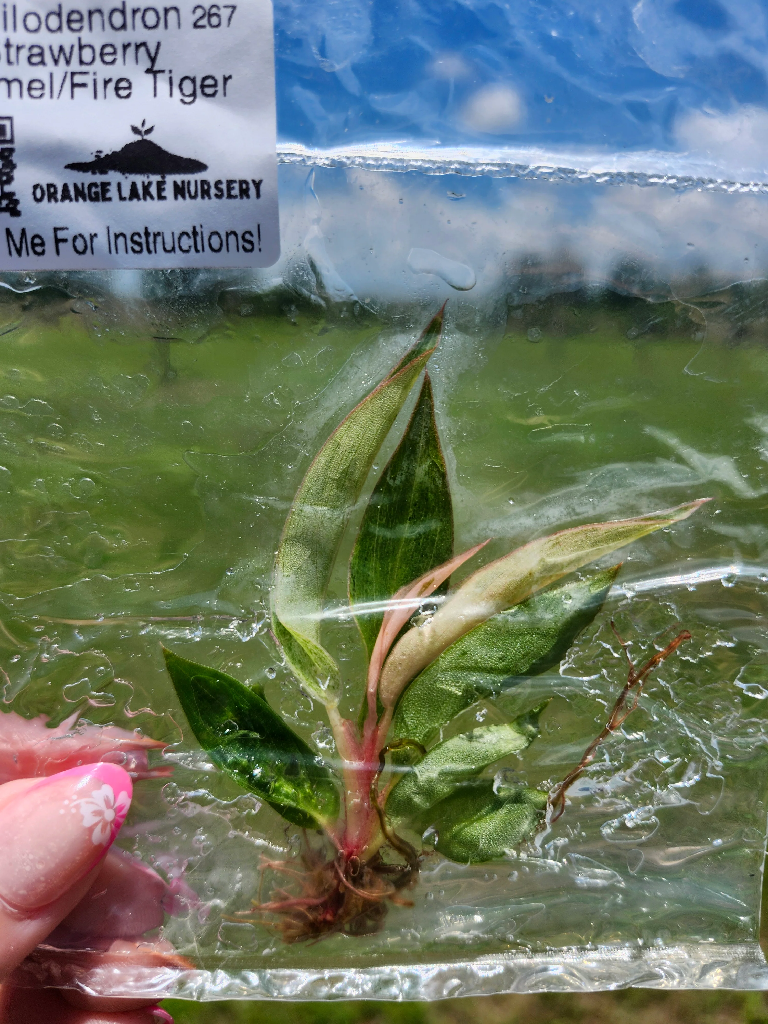 Philodendron Fire Tiger /Strawberry Caramel Tissue Culture - Image 4