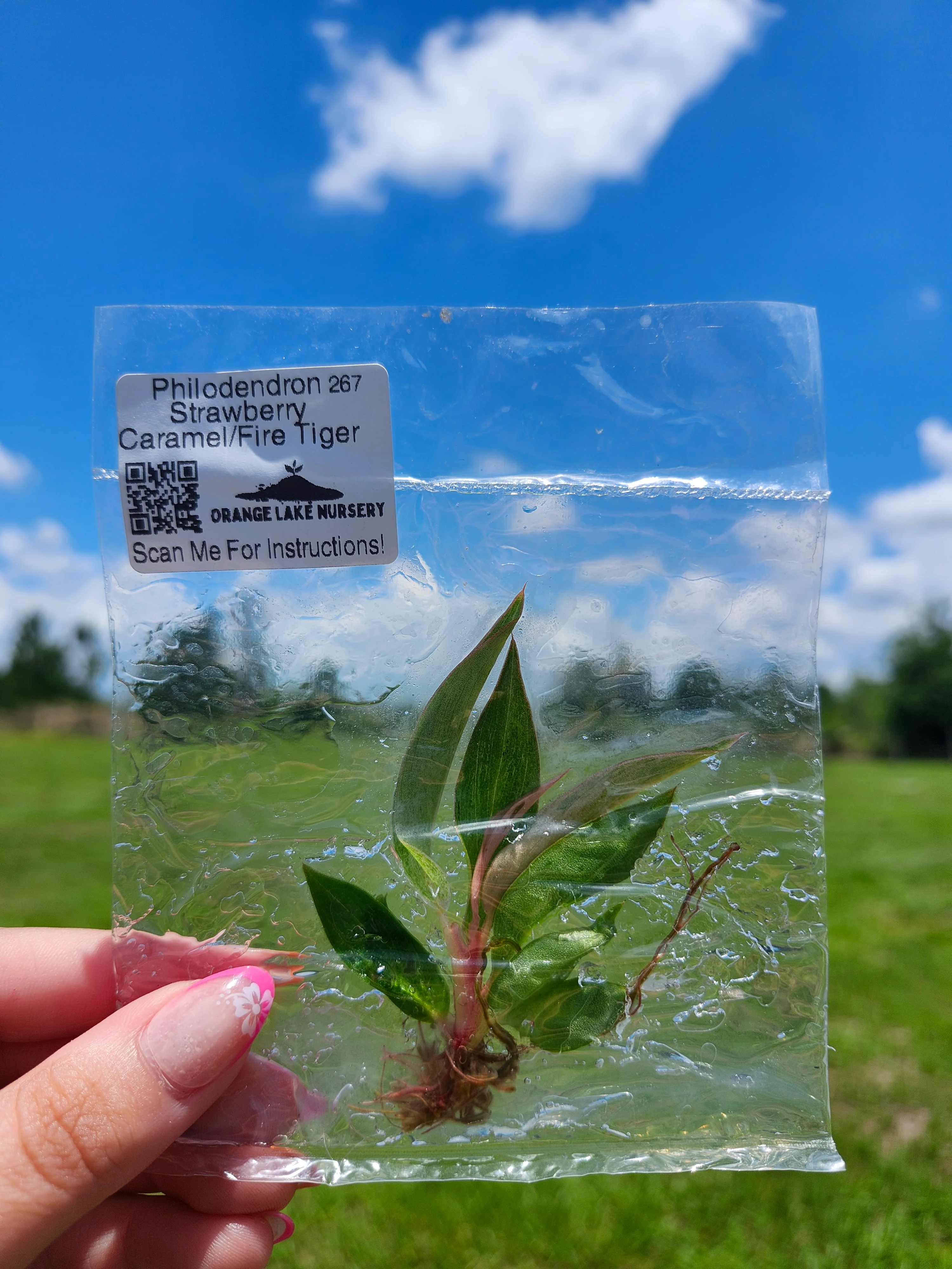 Philodendron Fire Tiger /Strawberry Caramel Tissue Culture - Image 5