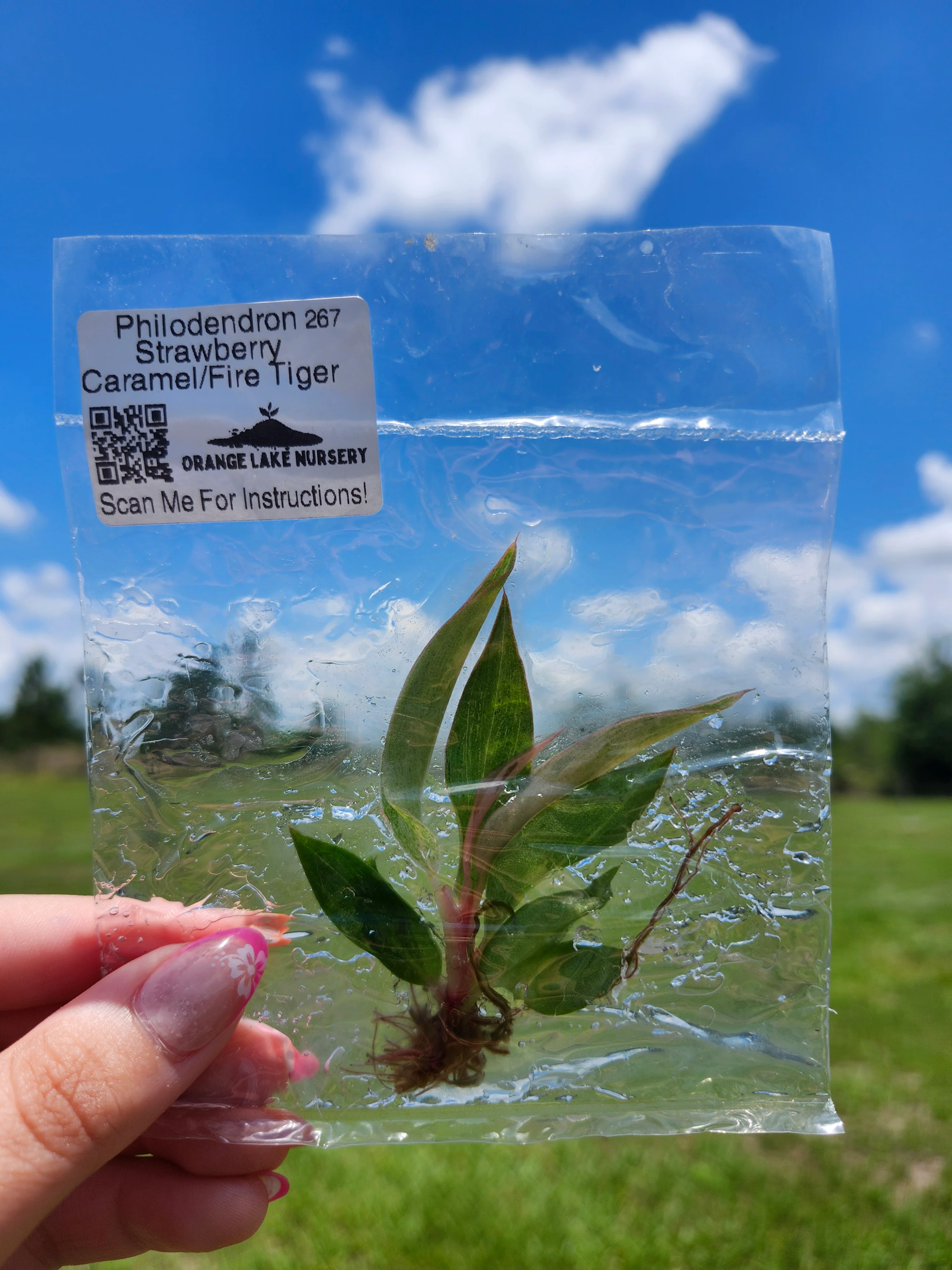 Philodendron Fire Tiger /Strawberry Caramel Tissue Culture - Image 6