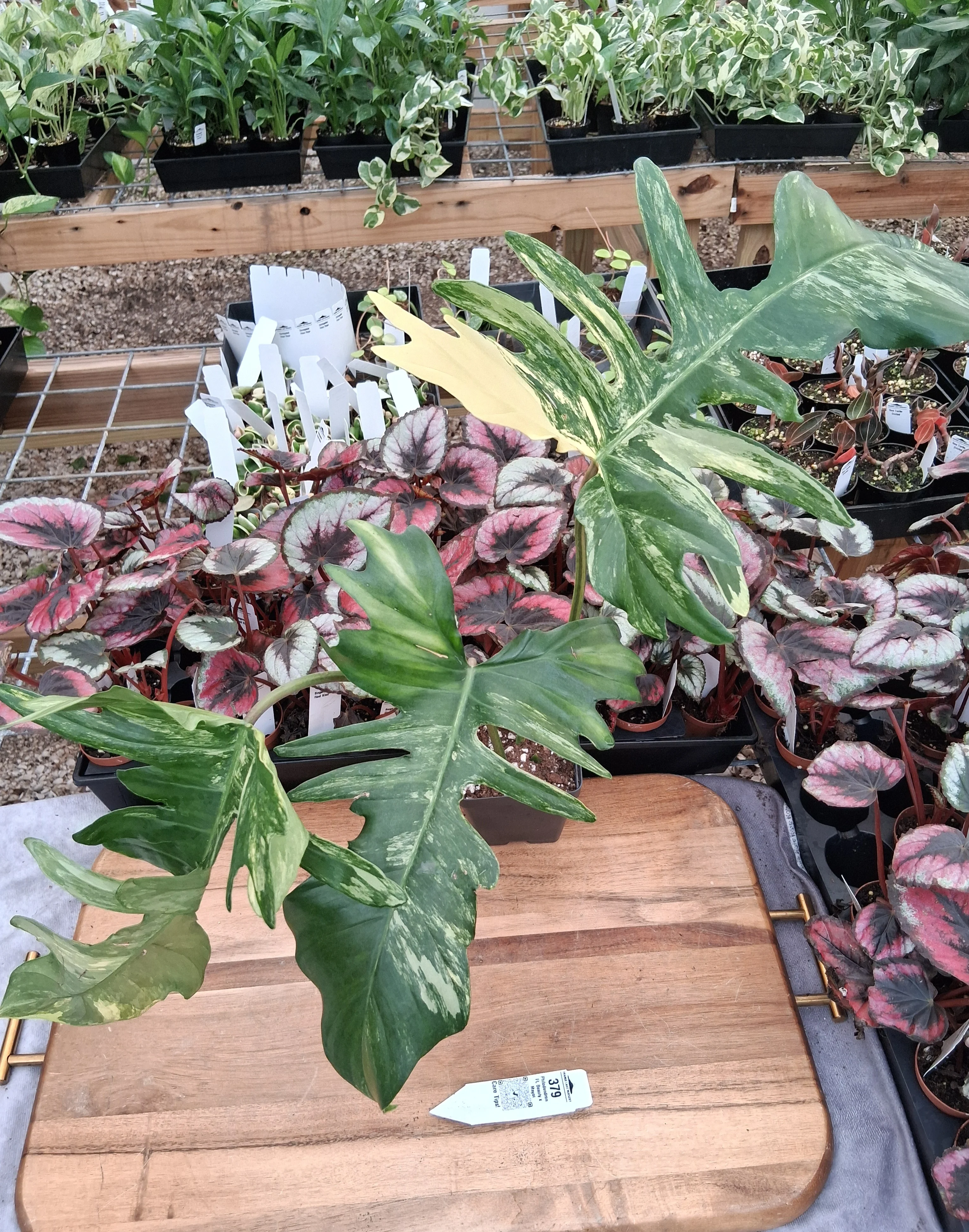 Philodendron FL Beauty x Mayoi (4in)-379