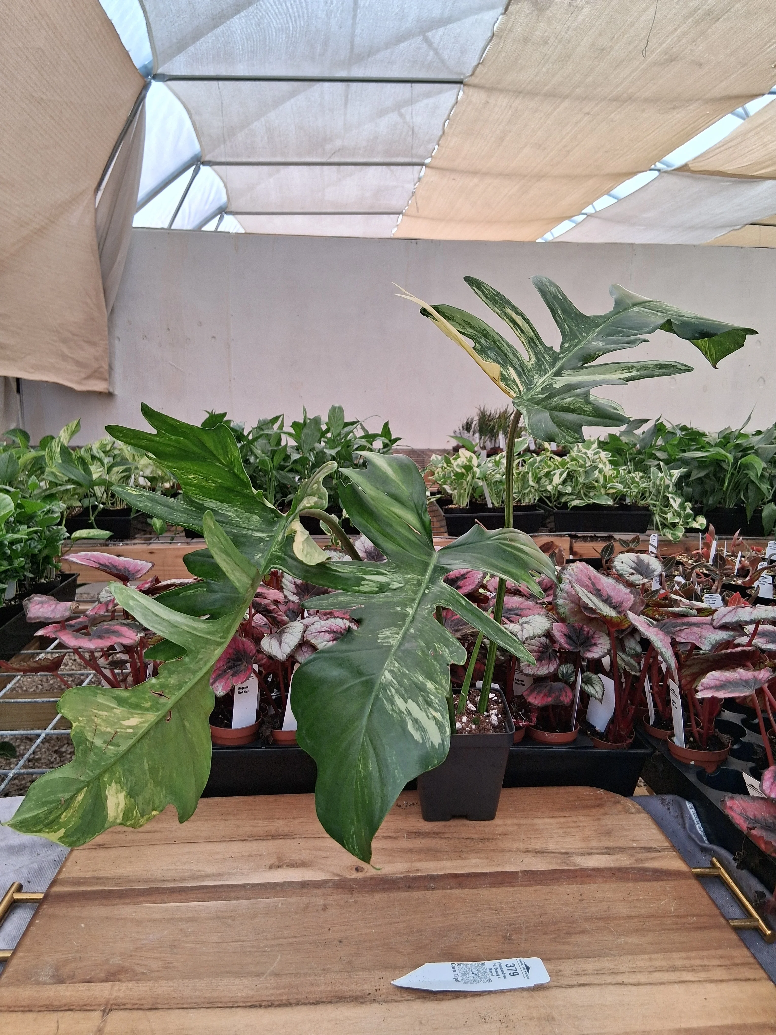 Philodendron FL Beauty x Mayoi (4in)-379 - Image 2