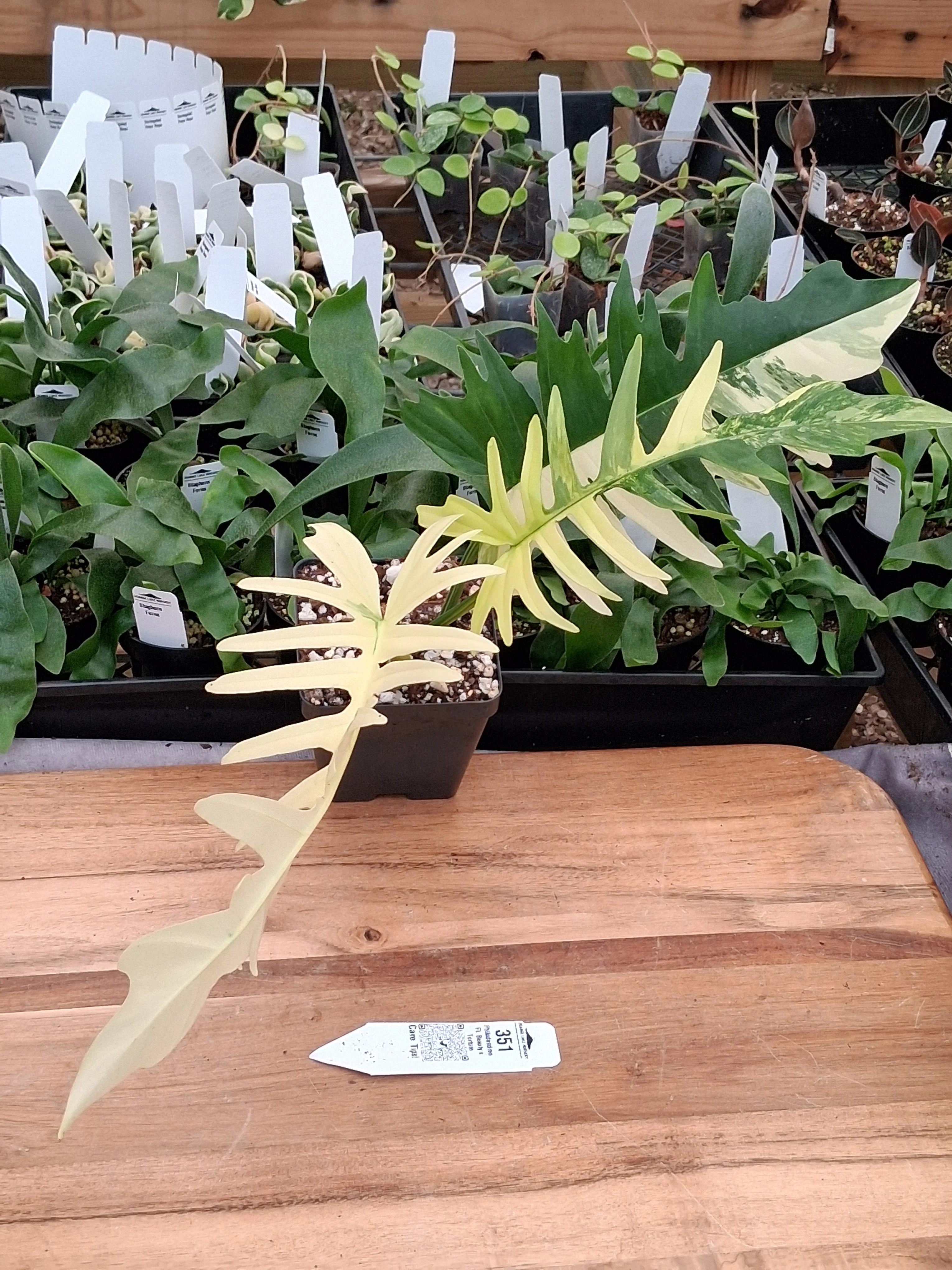 Philodendron Florida Beauty x Tortum (4in)-351