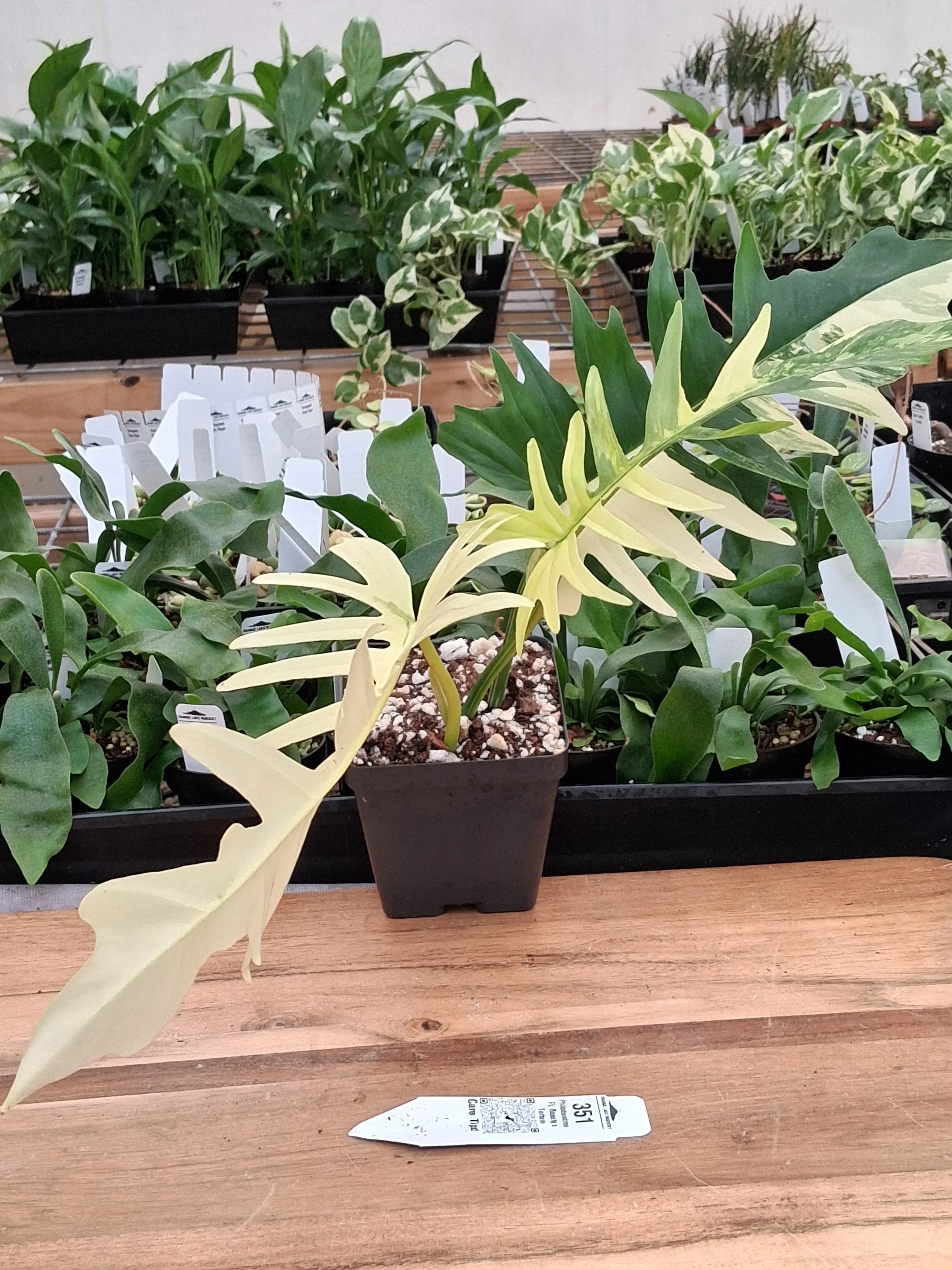 Philodendron Florida Beauty x Tortum (4in)-351 - Image 2