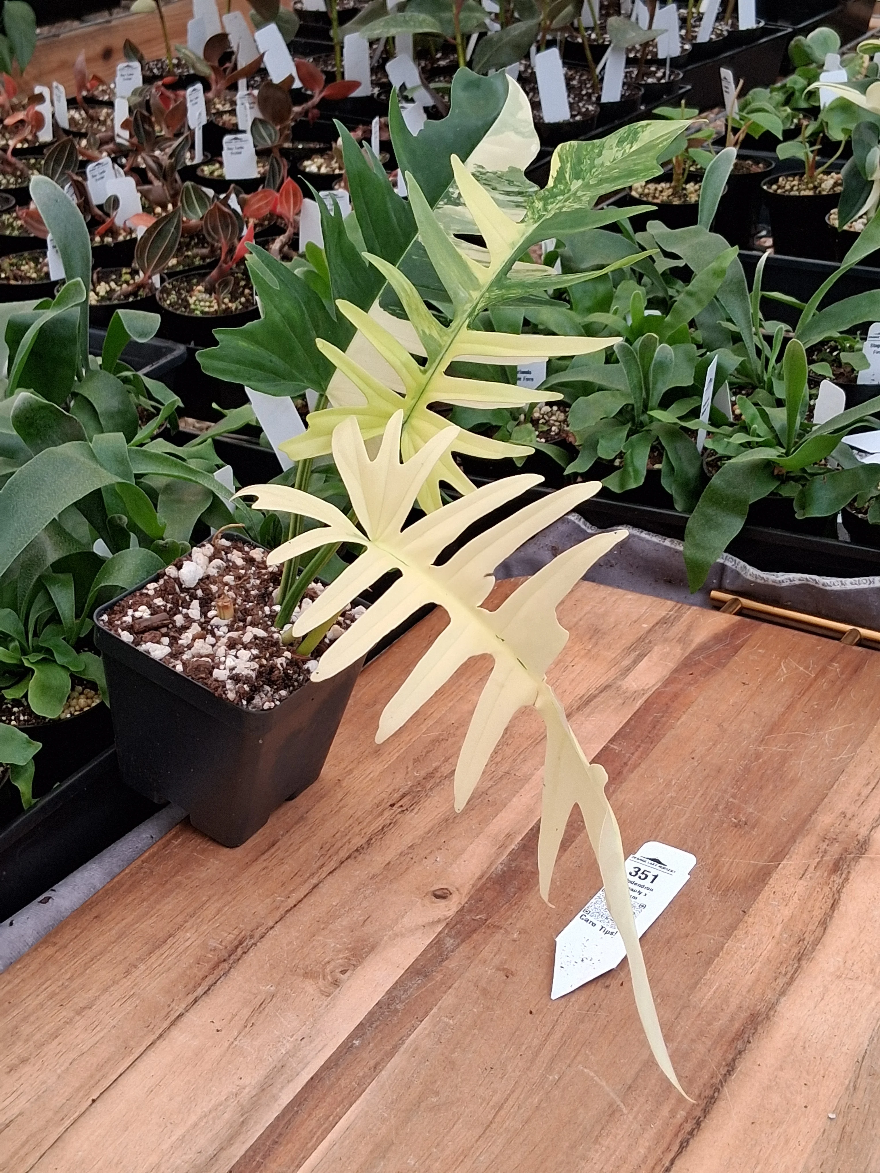 Philodendron Florida Beauty x Tortum (4in)-351 - Image 3