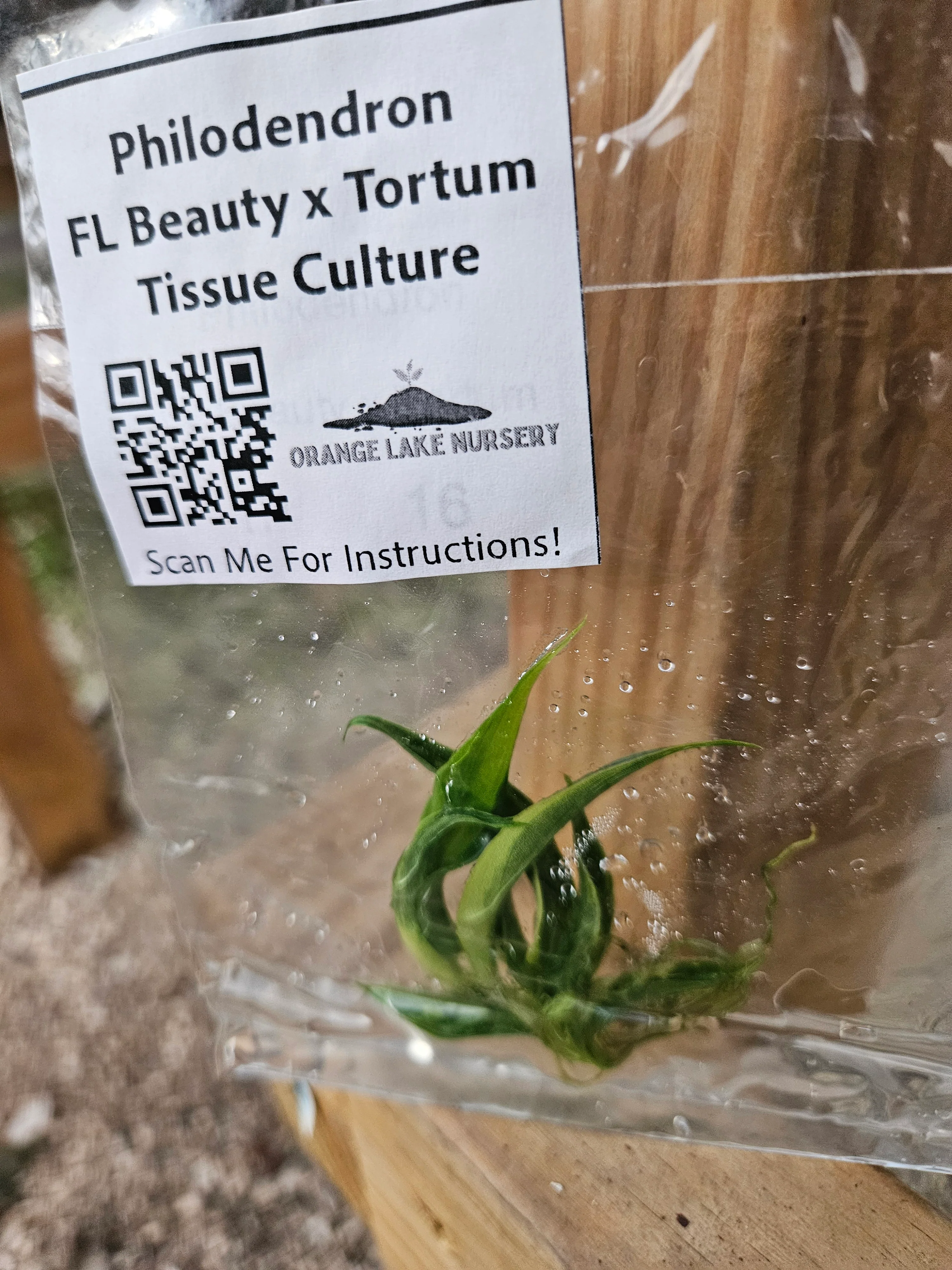 Philodendron Florida Beauty x Tortum Tissue Culture - Image 5