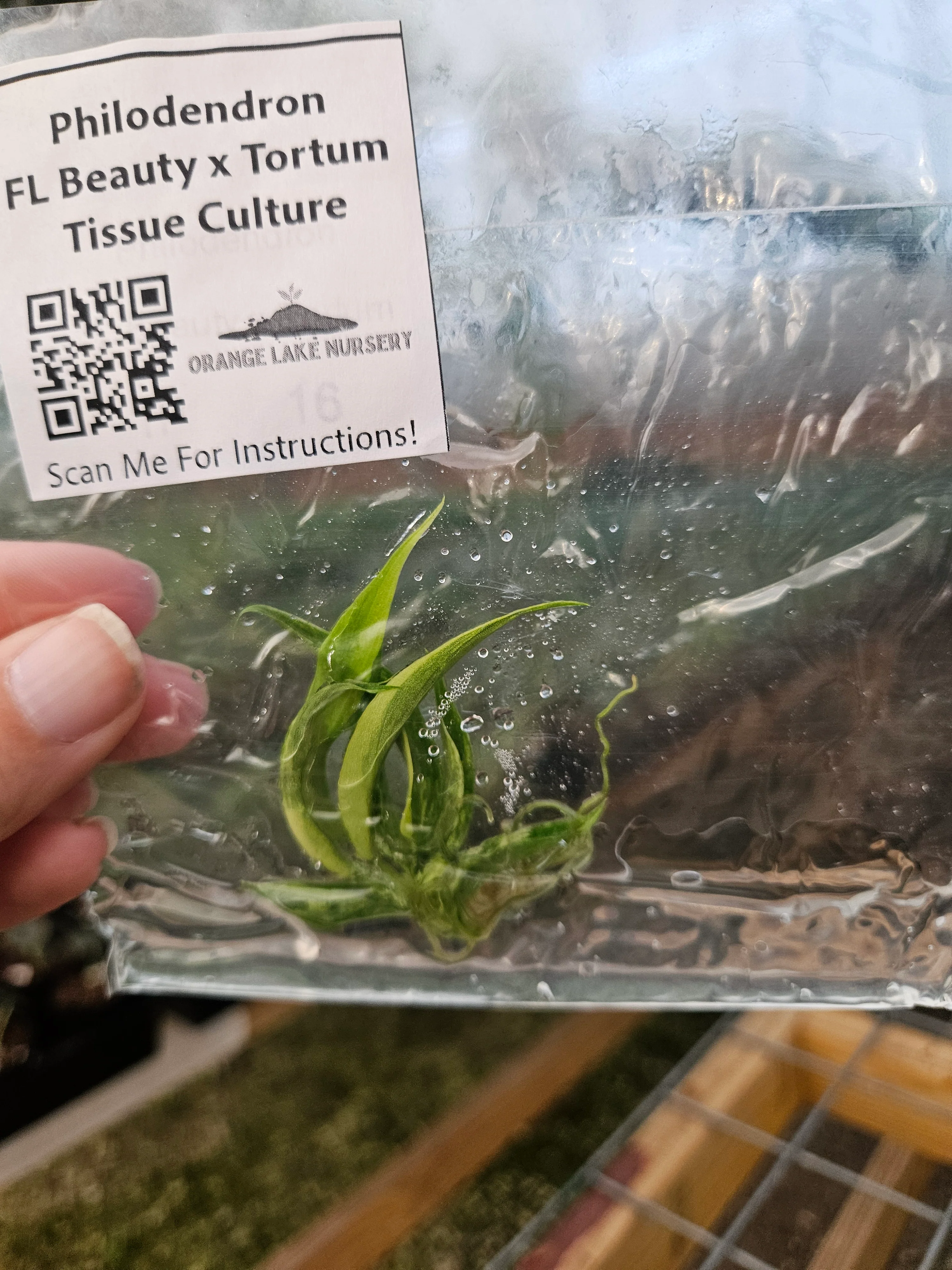 Philodendron Florida Beauty x Tortum Tissue Culture - Image 6