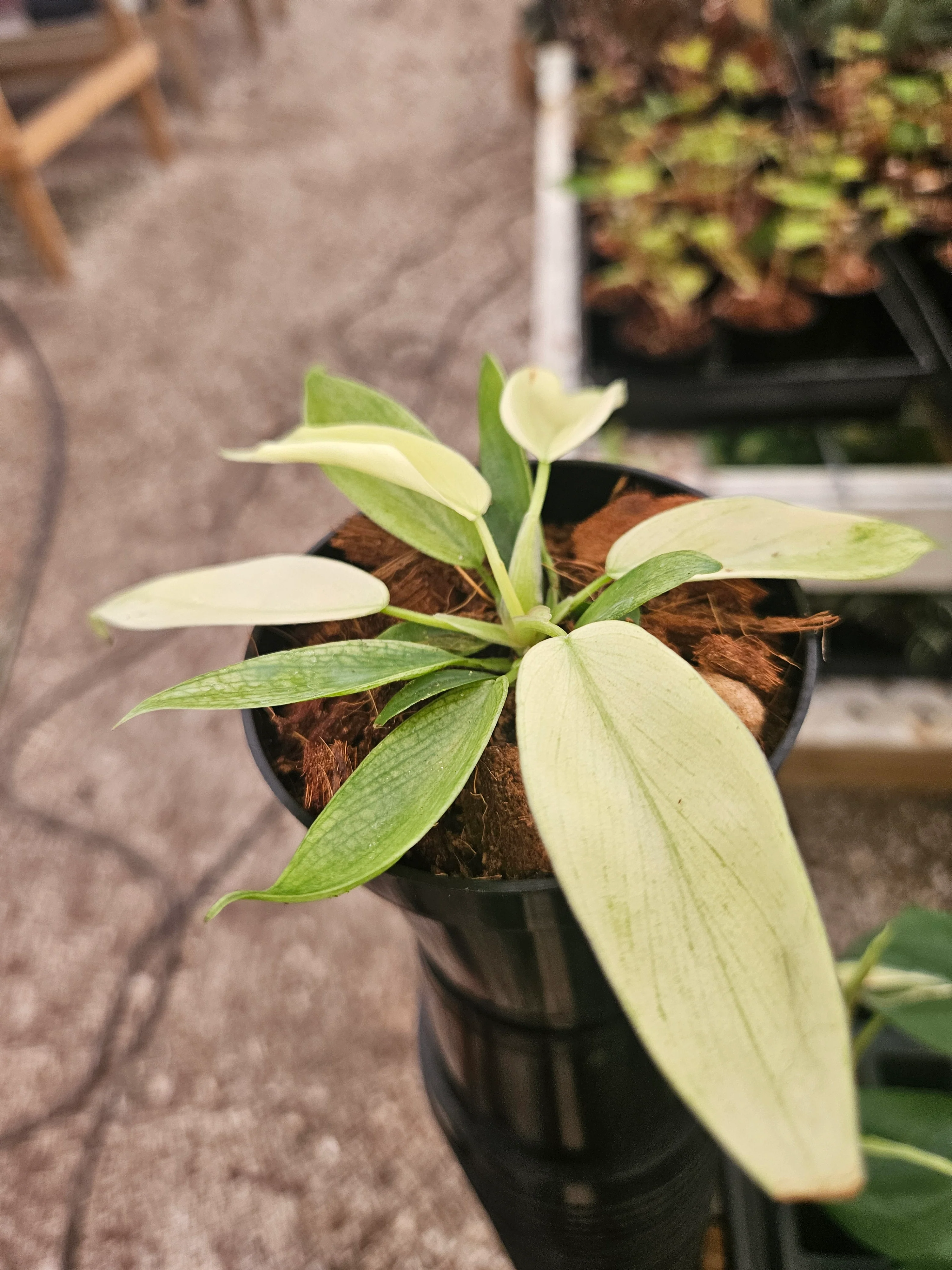 Philodendron Florida Ghost - Image 10